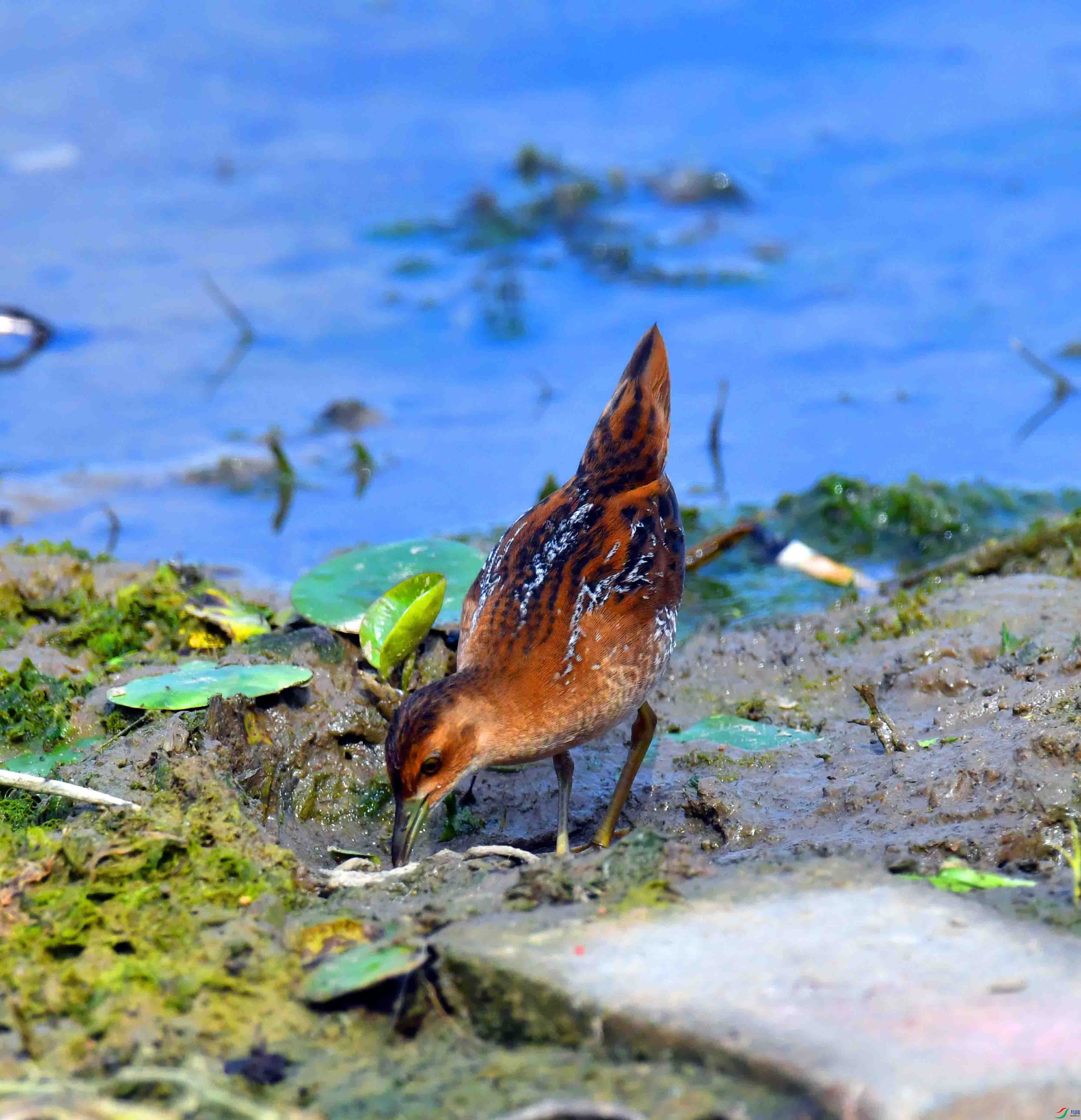 DSC_8268.JPG