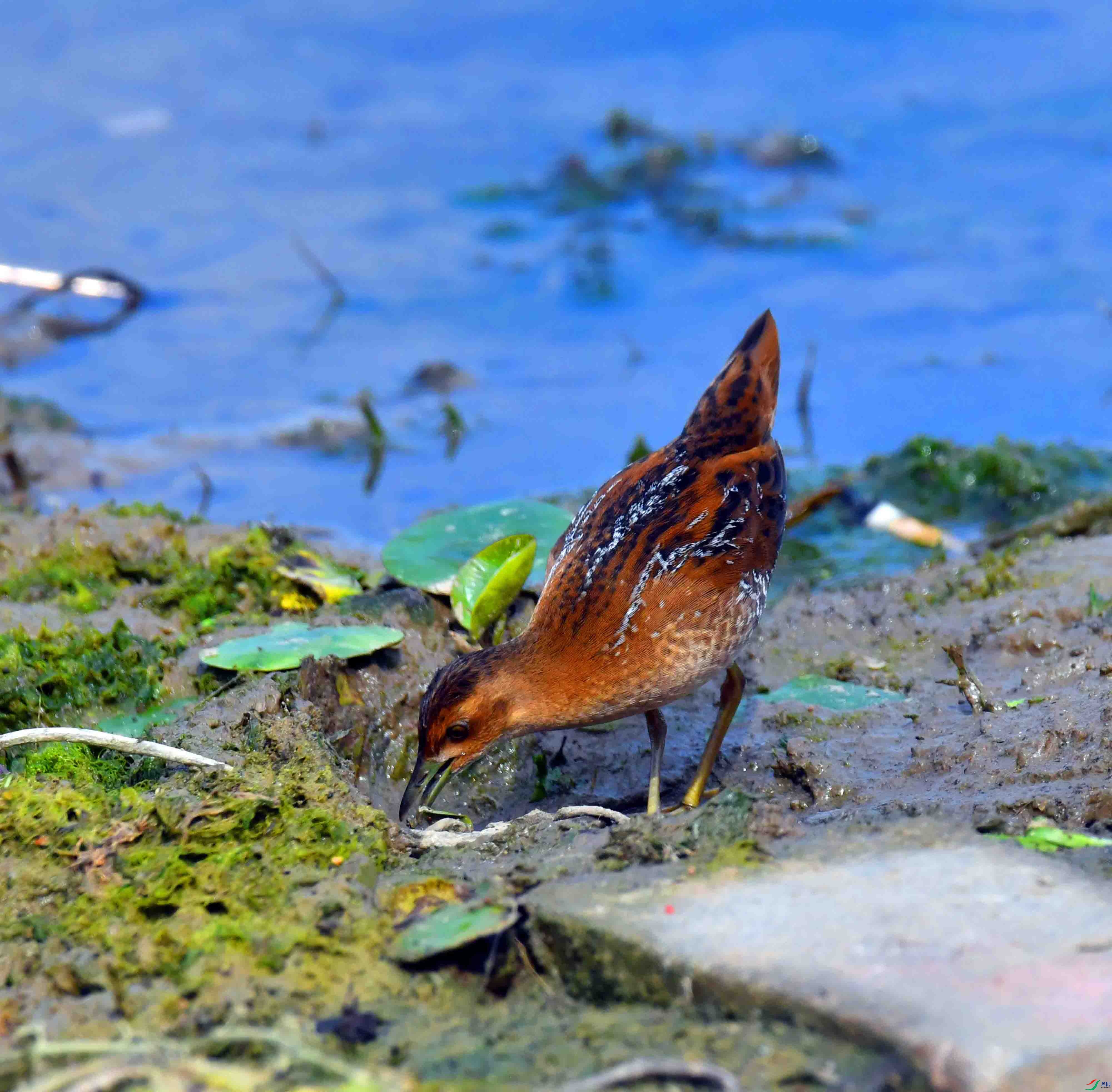 DSC_8270.JPG