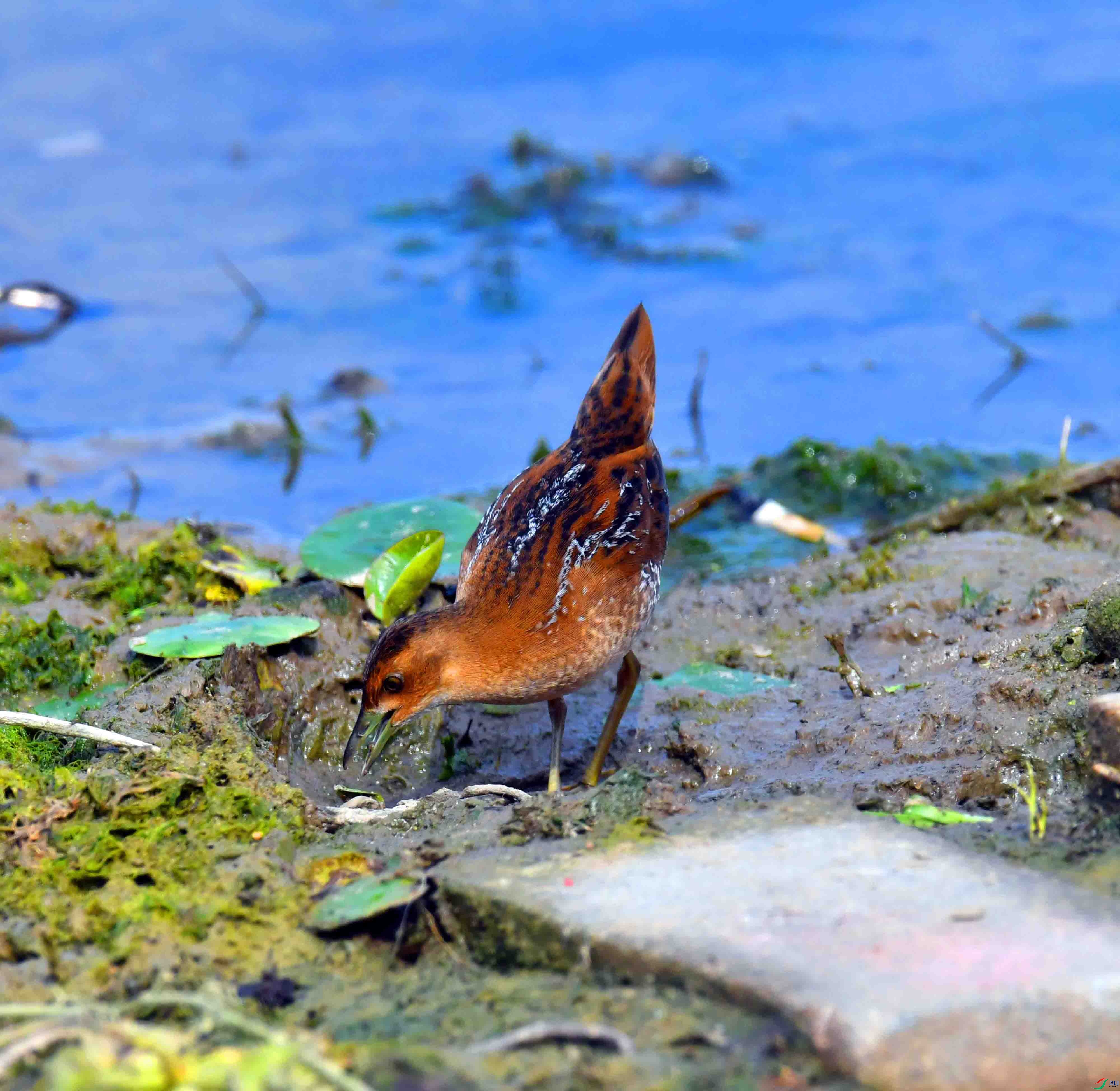 DSC_8269.JPG