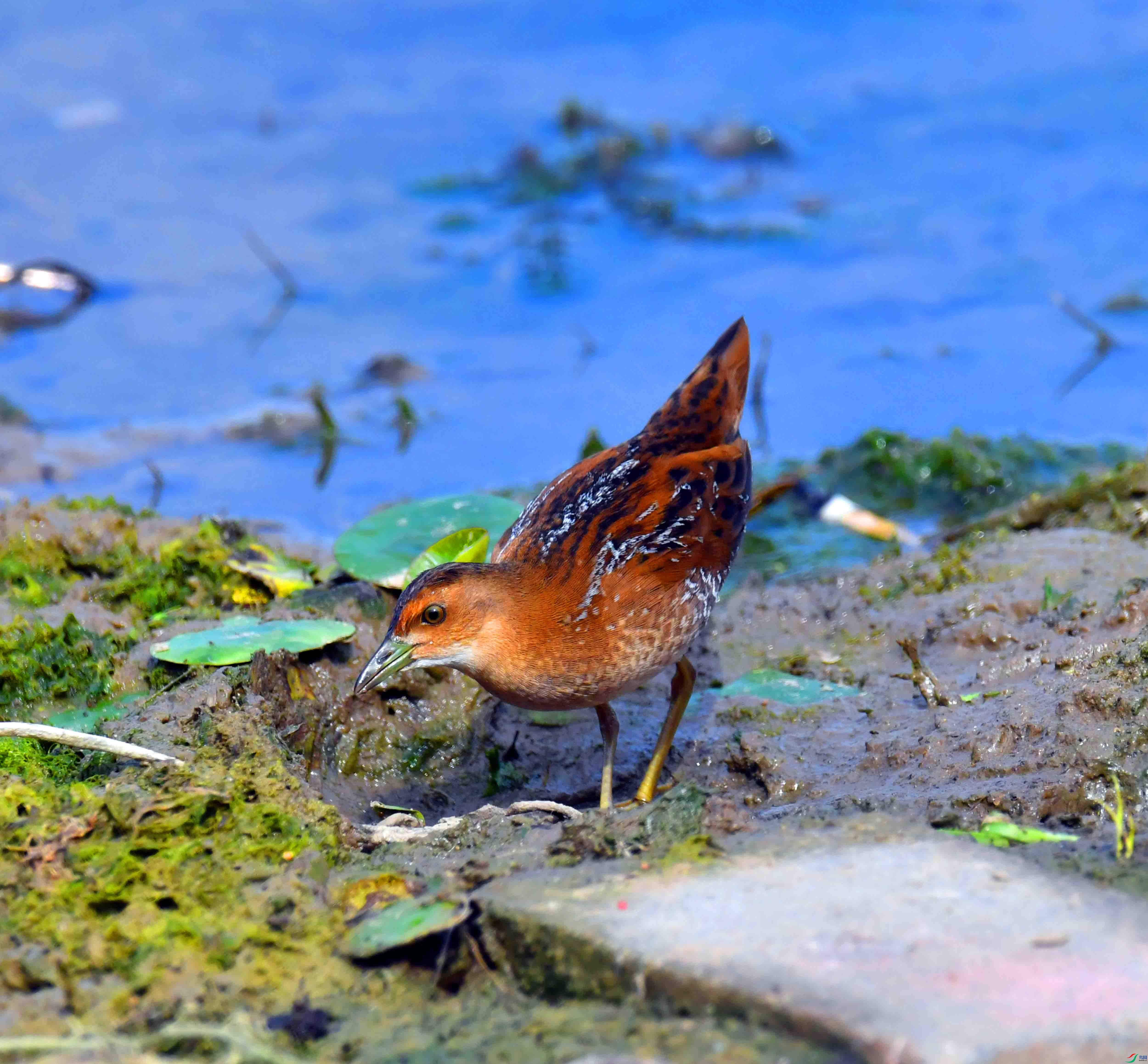DSC_8272.JPG