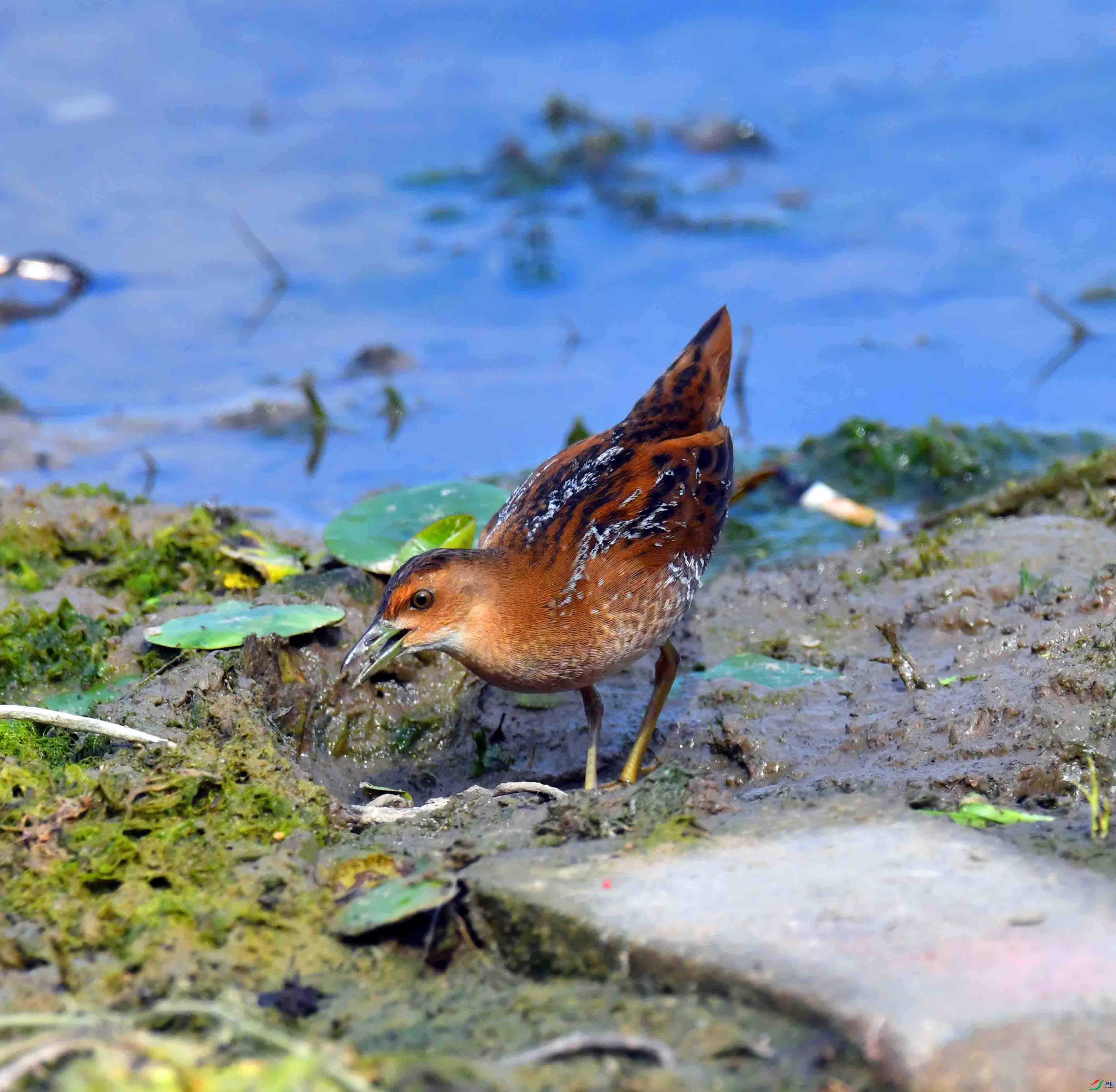 DSC_8271.JPG
