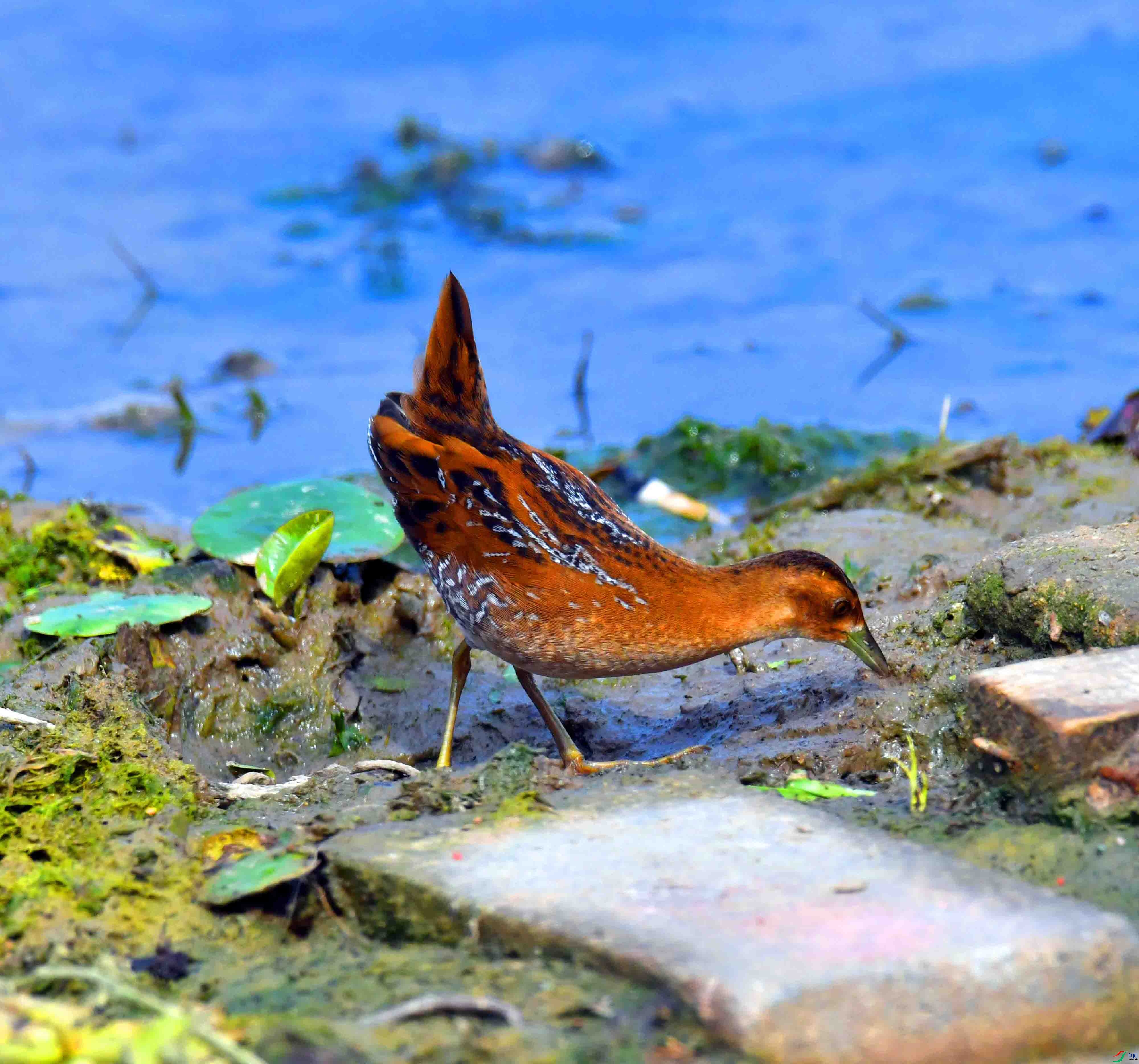 DSC_8287.JPG