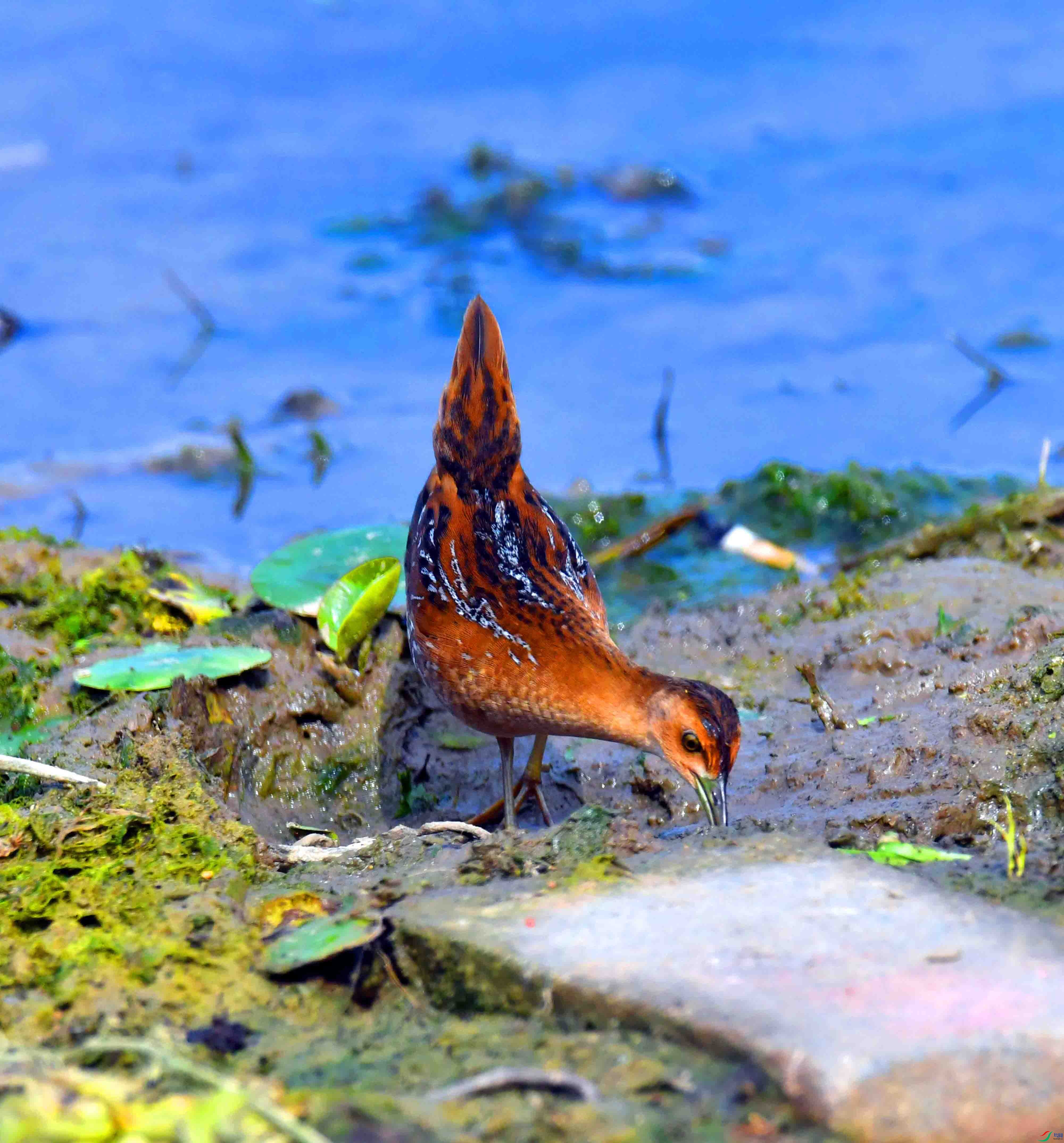 DSC_8281.JPG