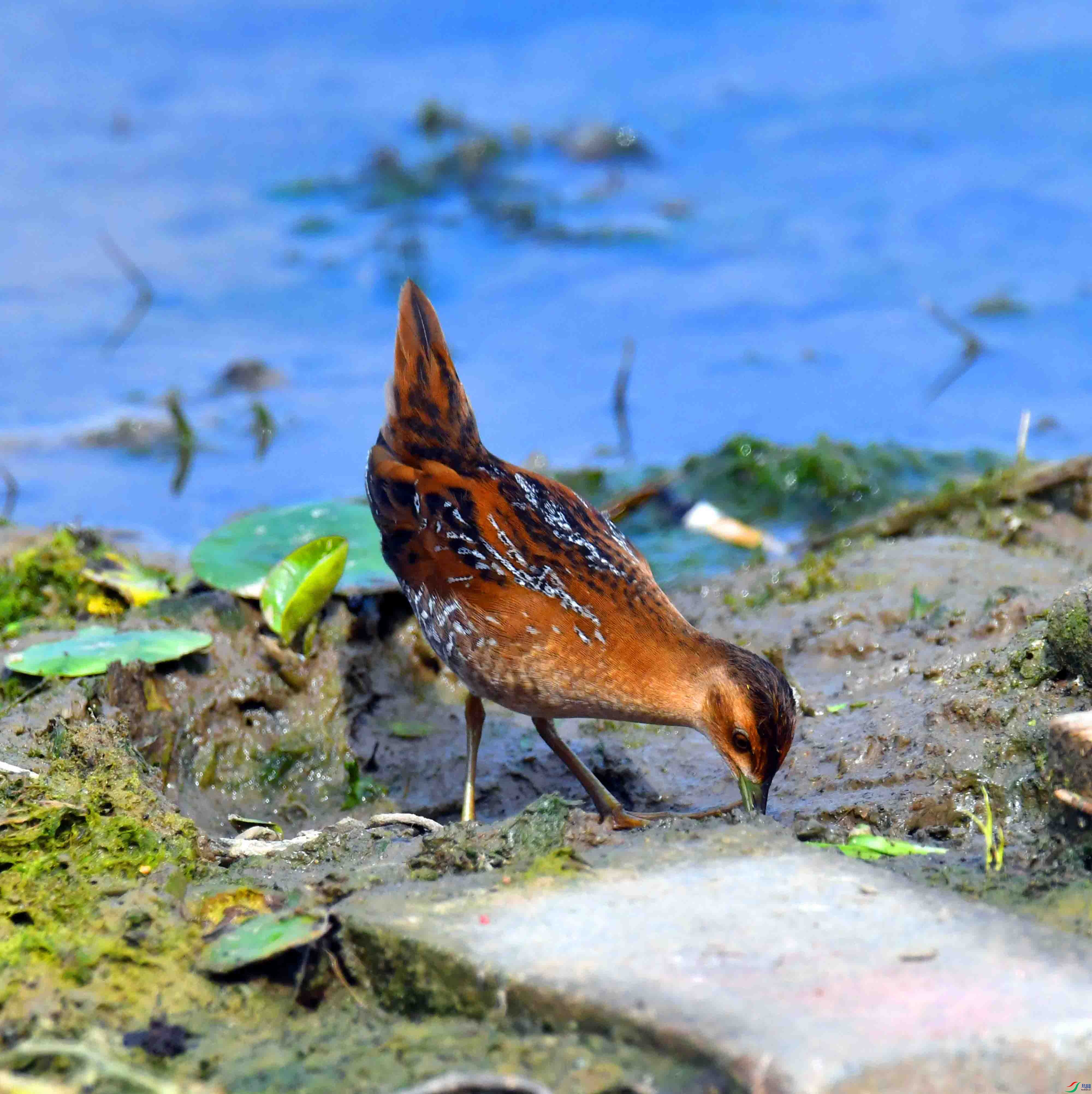 DSC_8283.JPG