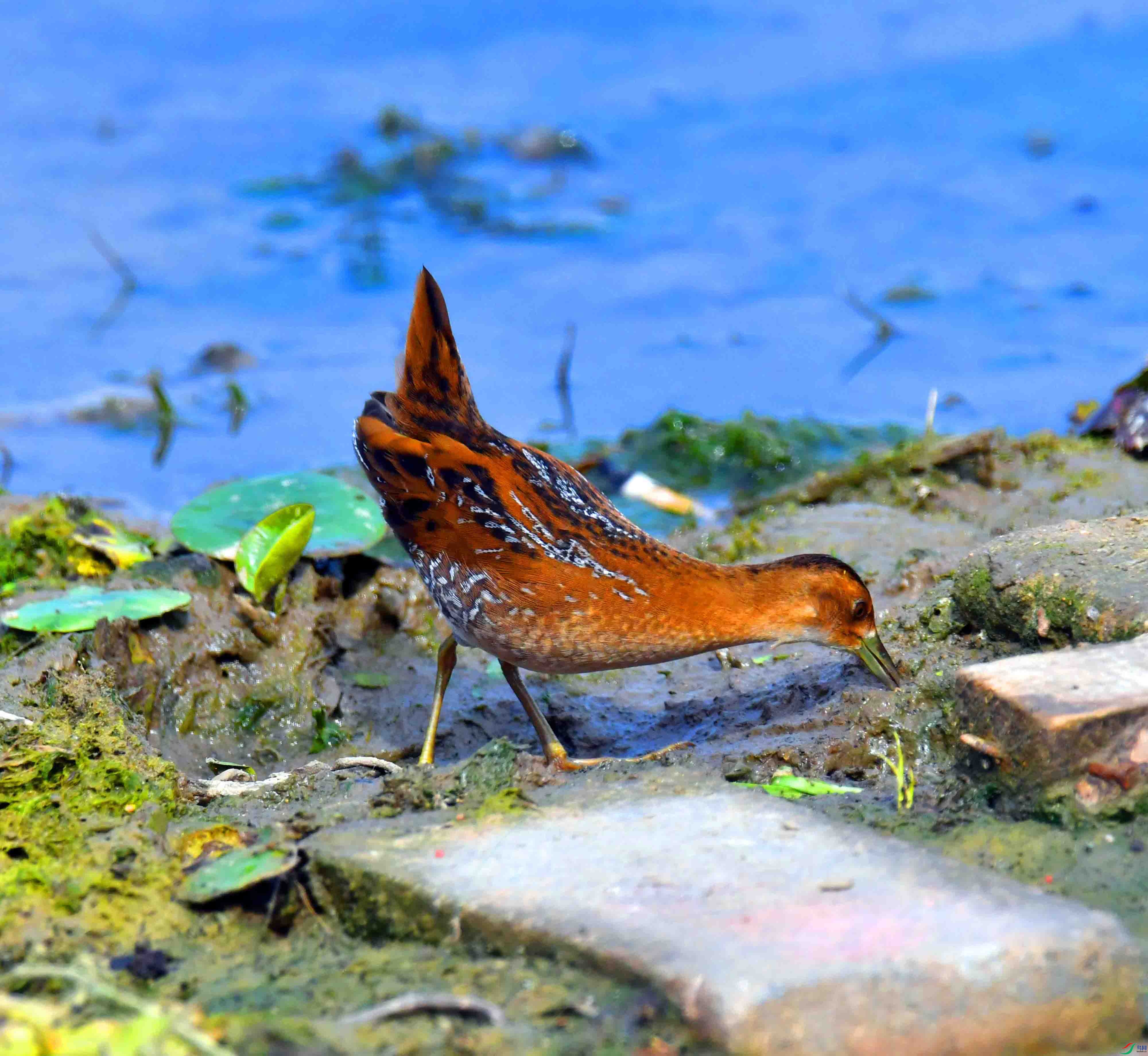 DSC_8288.JPG