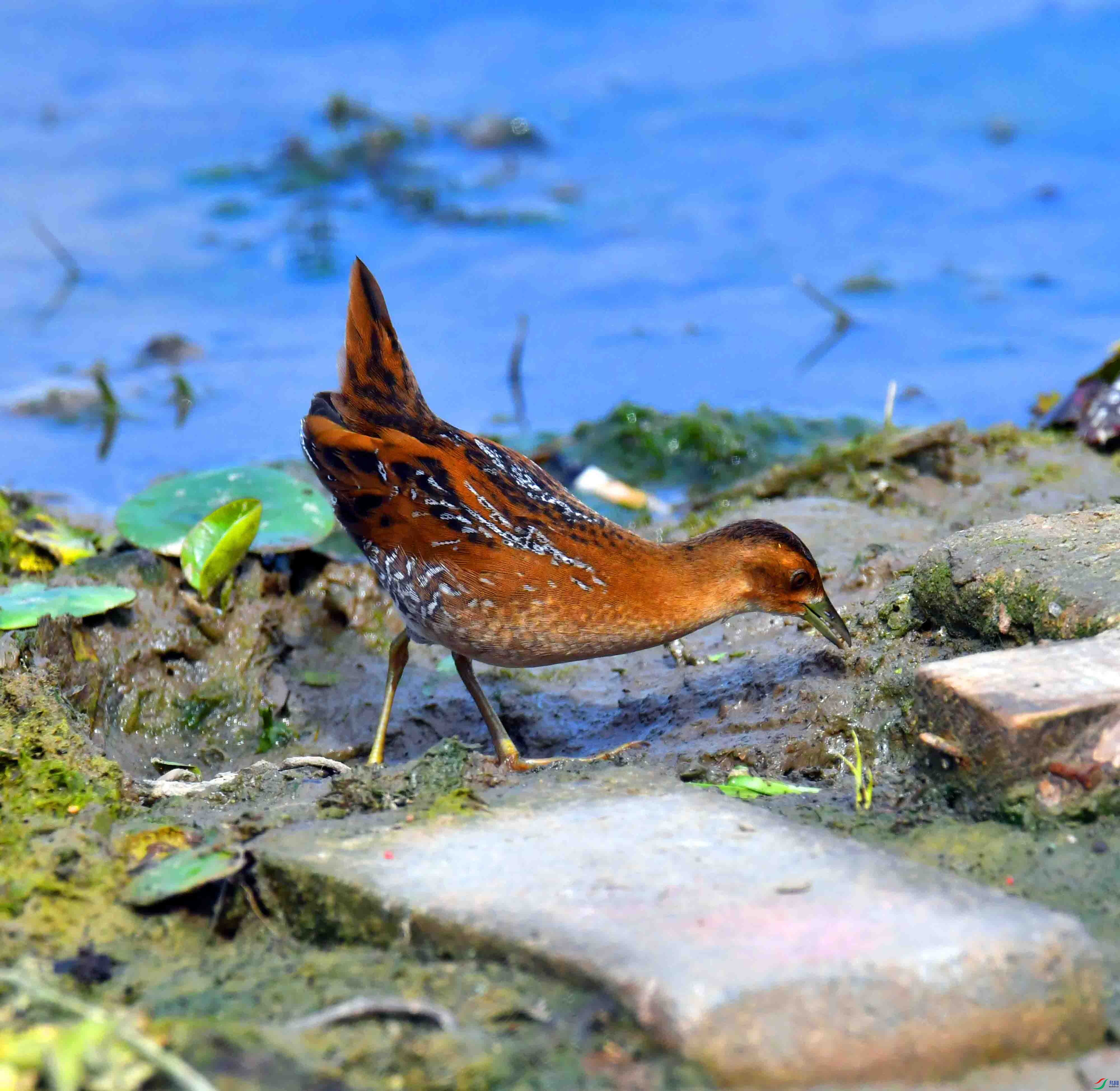 DSC_8289.JPG