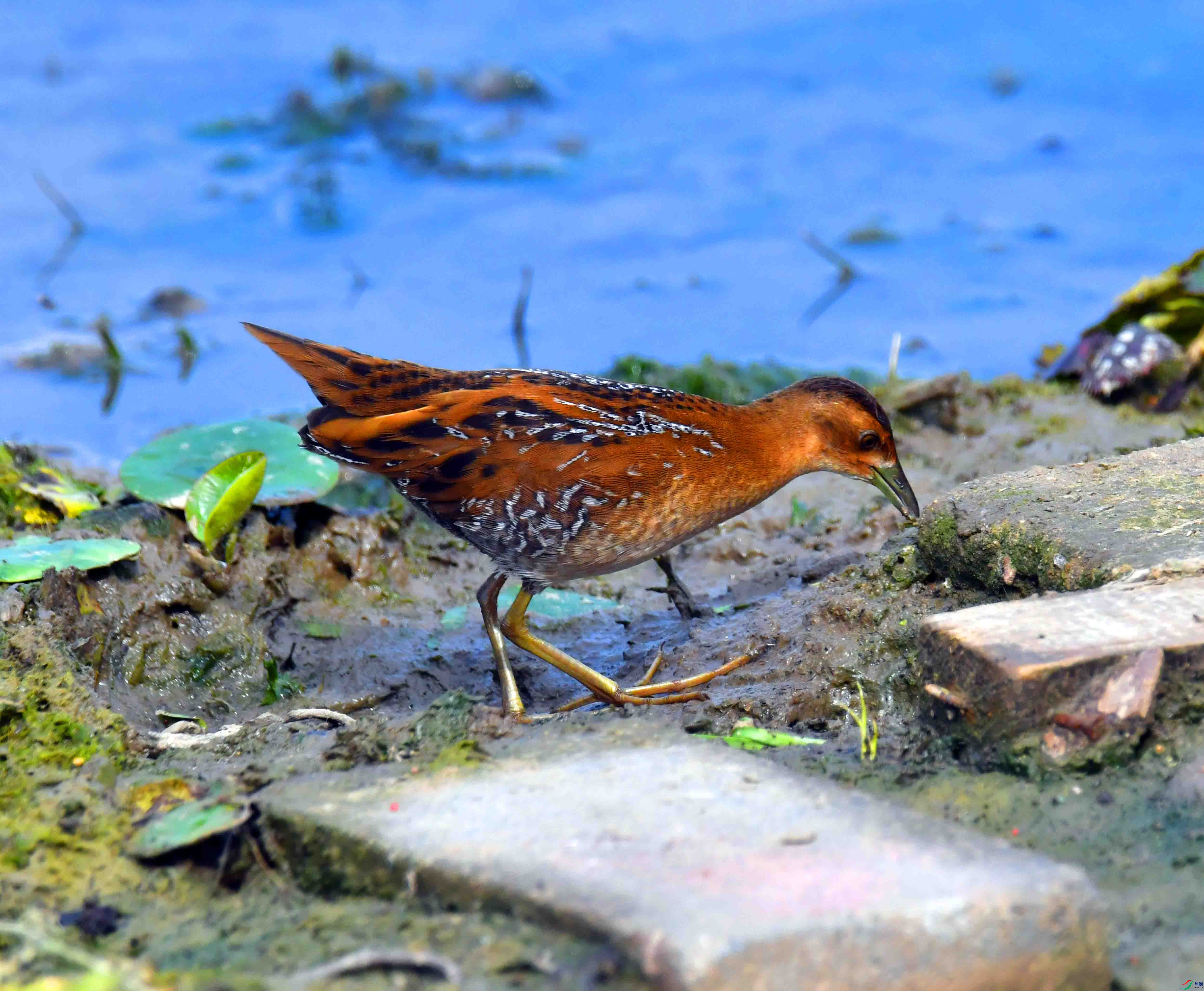 DSC_8298.JPG