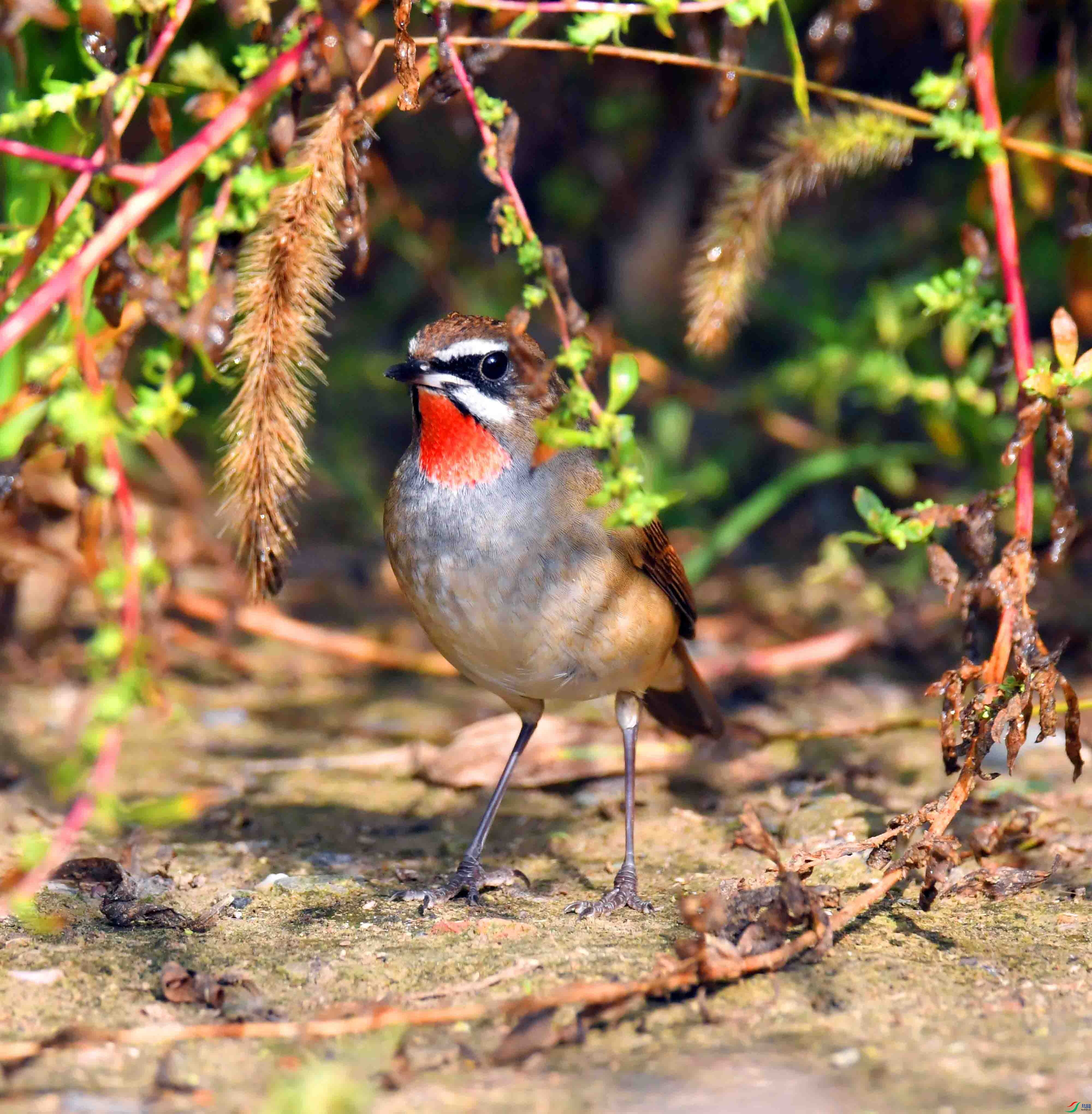 DSC_1819.JPG