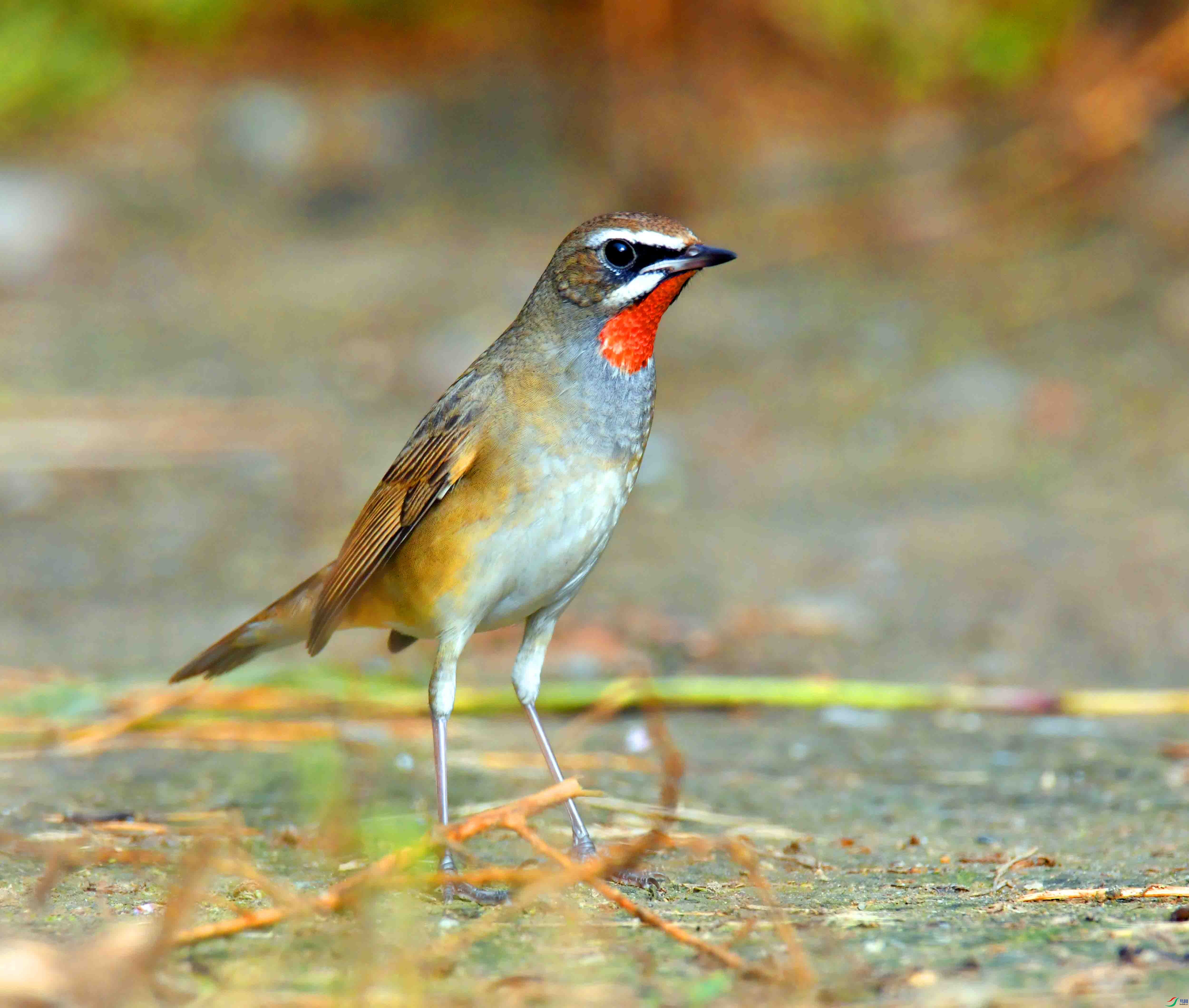 DSC_1829.JPG