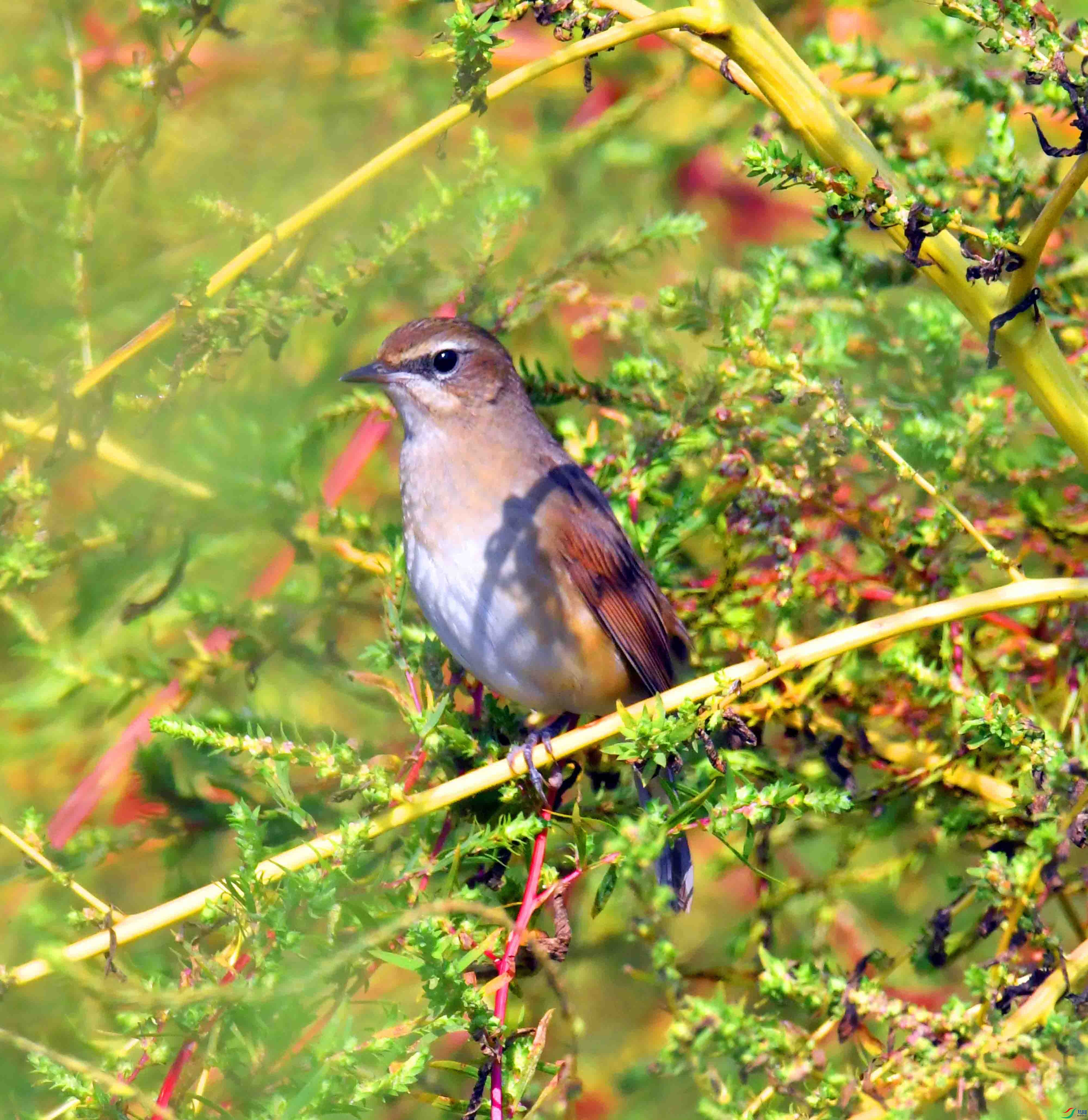 DSC_1875.JPG