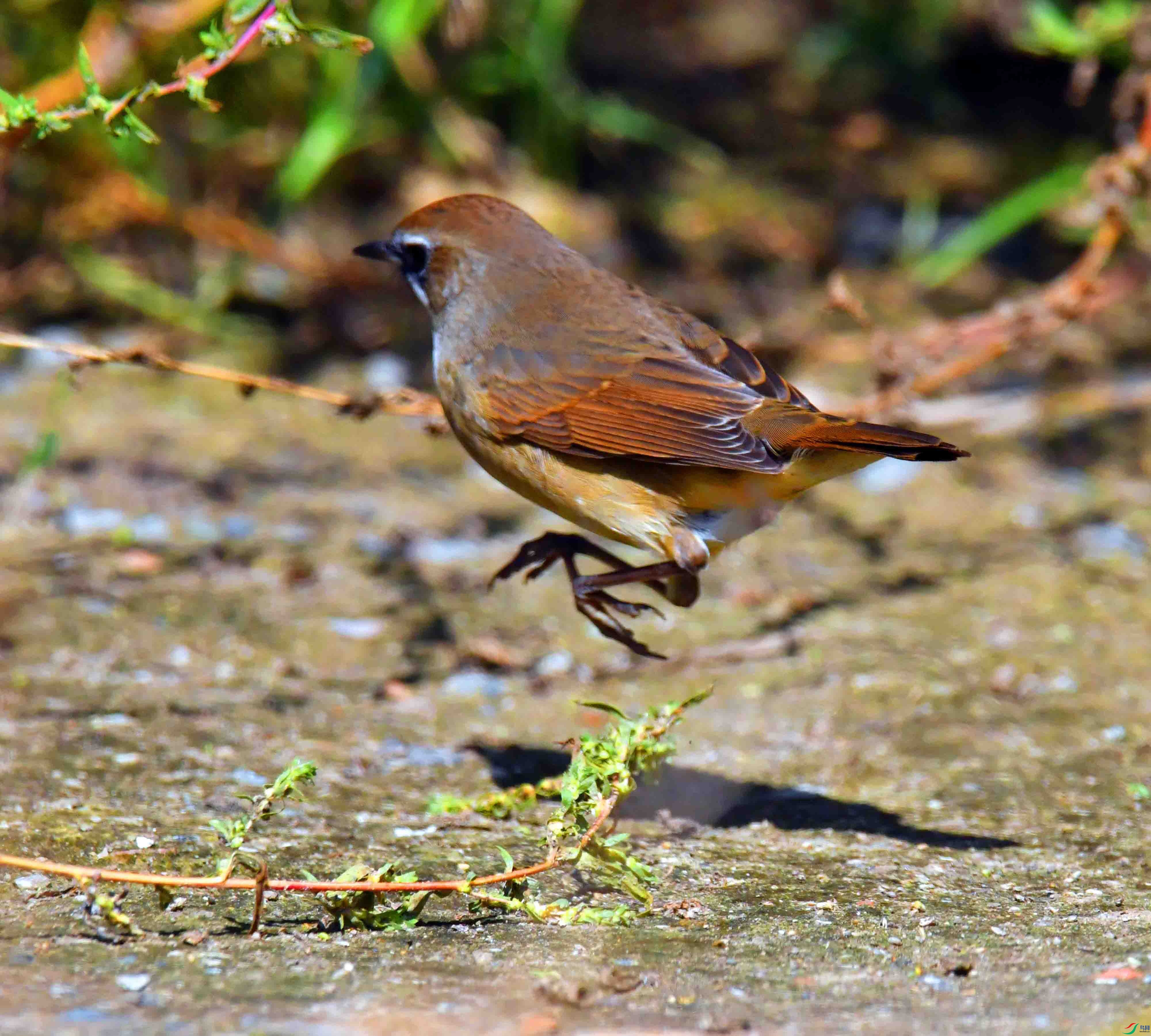 DSC_1958.JPG