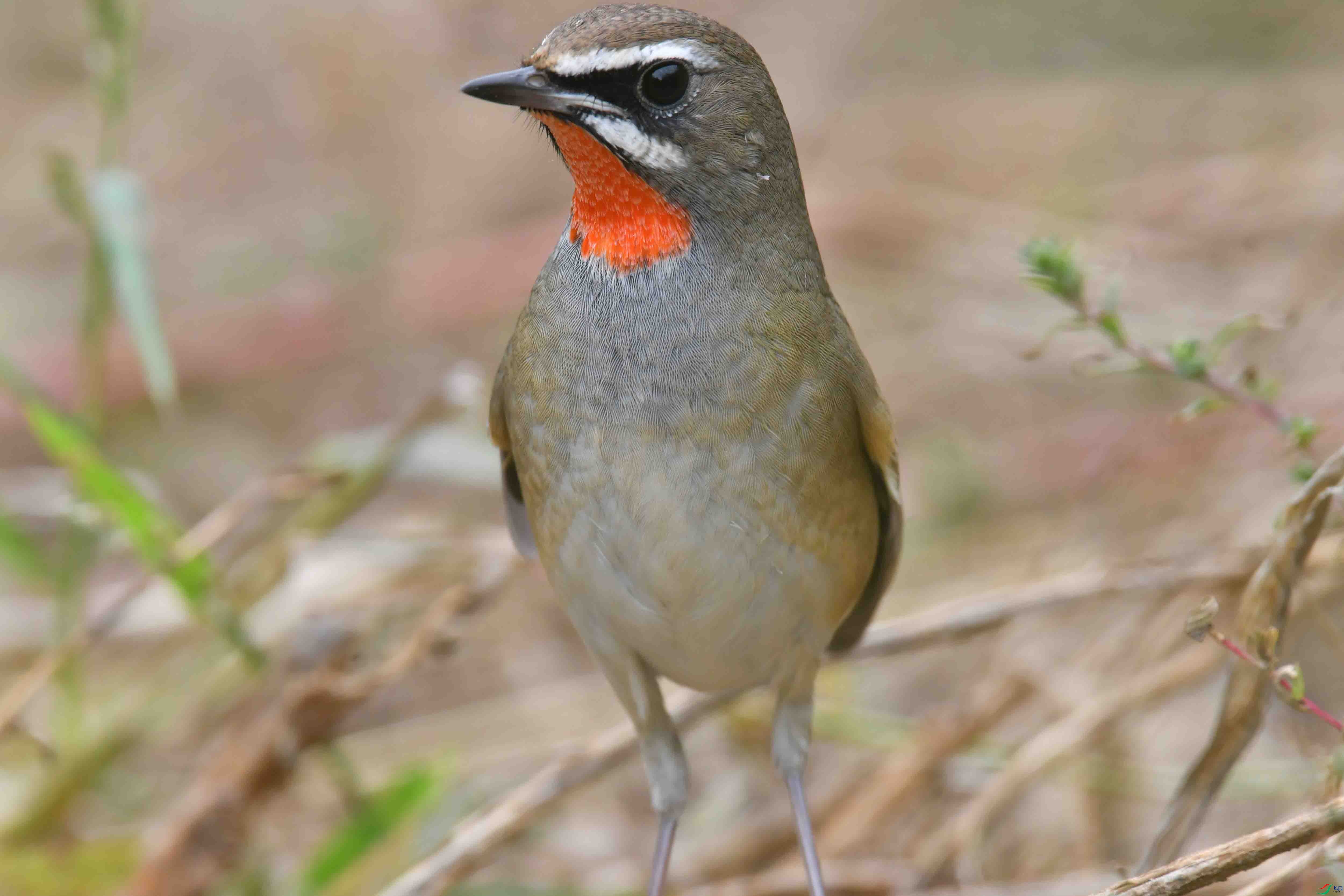 DSC_2022.JPG