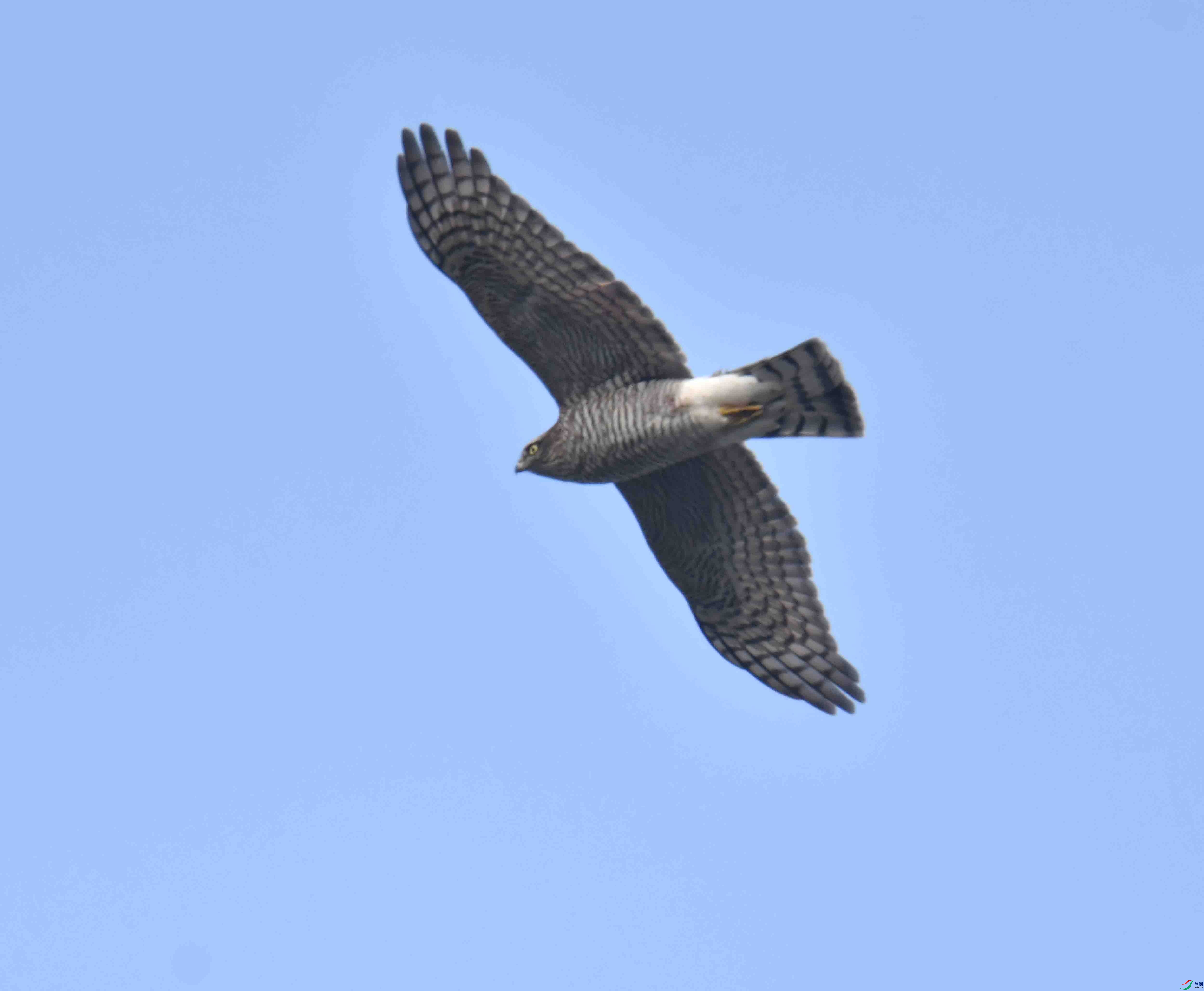 DSC_4802.JPG