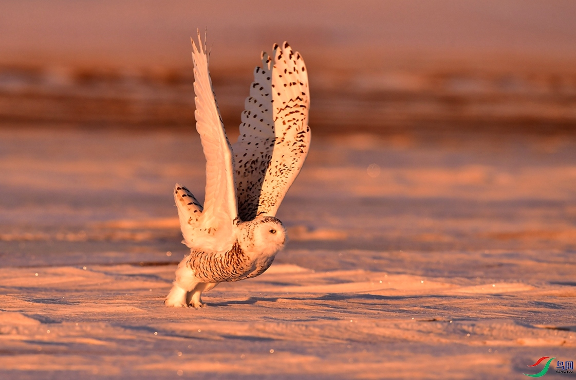 ��������ɡ�