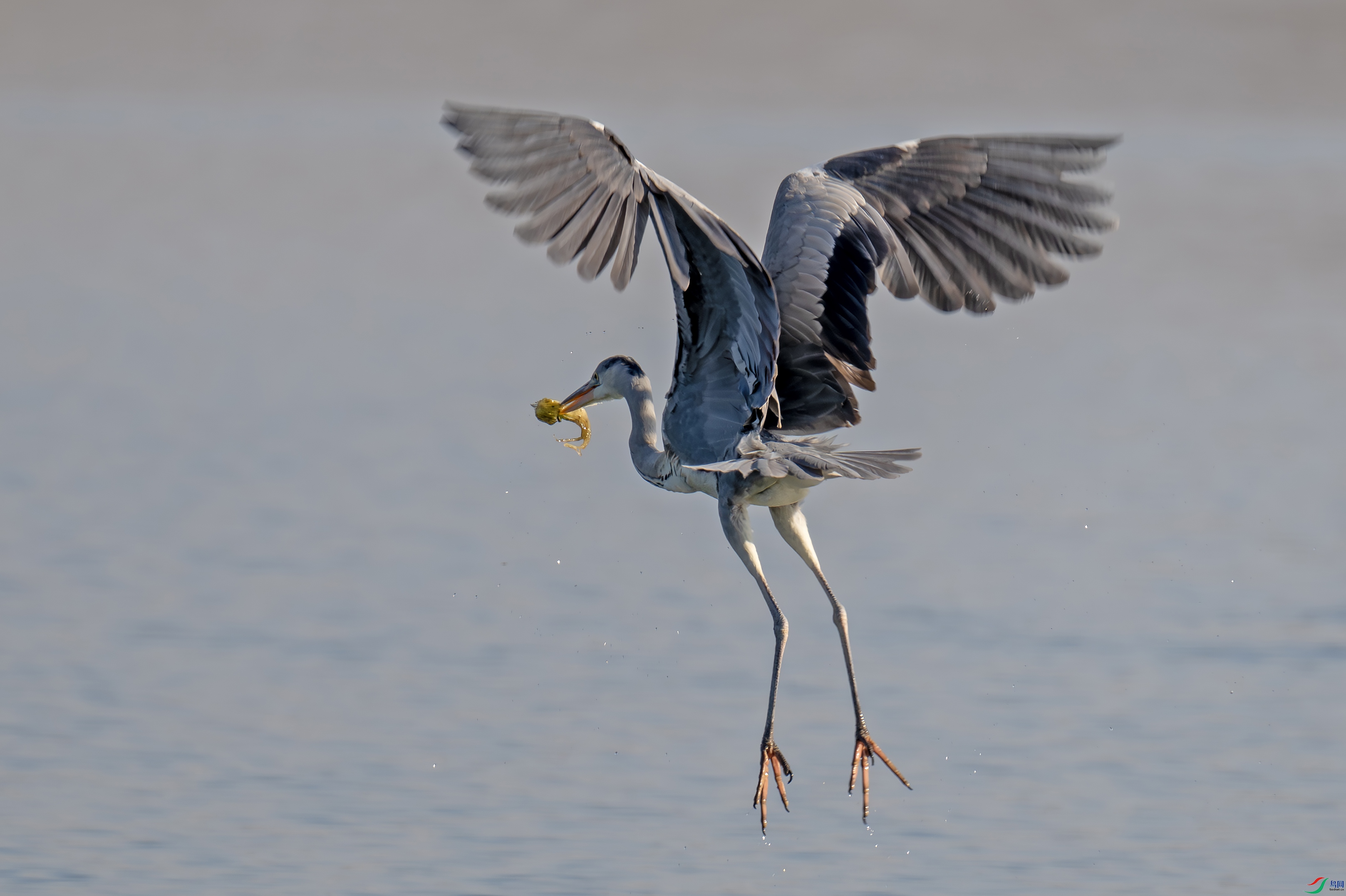 DSC_8145 ����.jpg