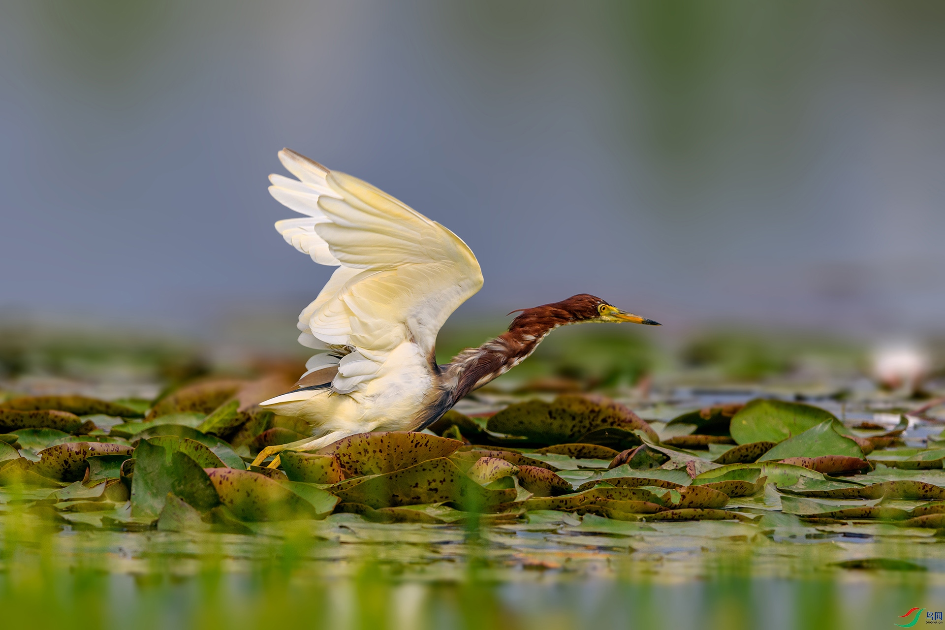 _AUU2155 ����(25.4.8).jpg