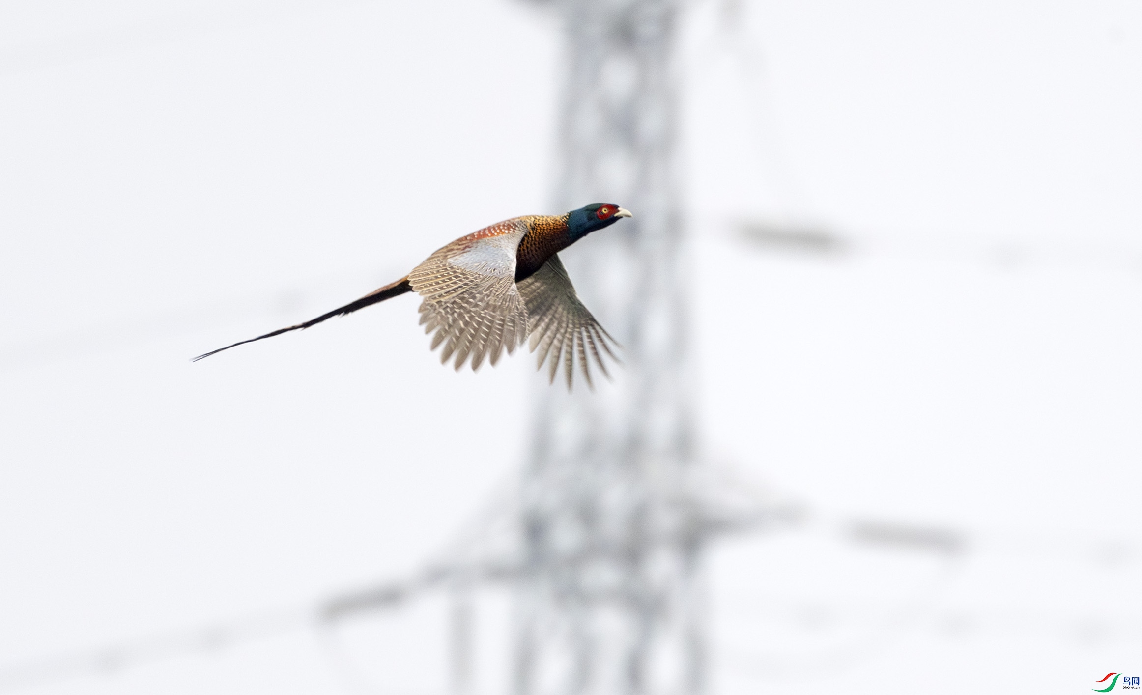 G47A6433-����ǿ-NR ����.jpg