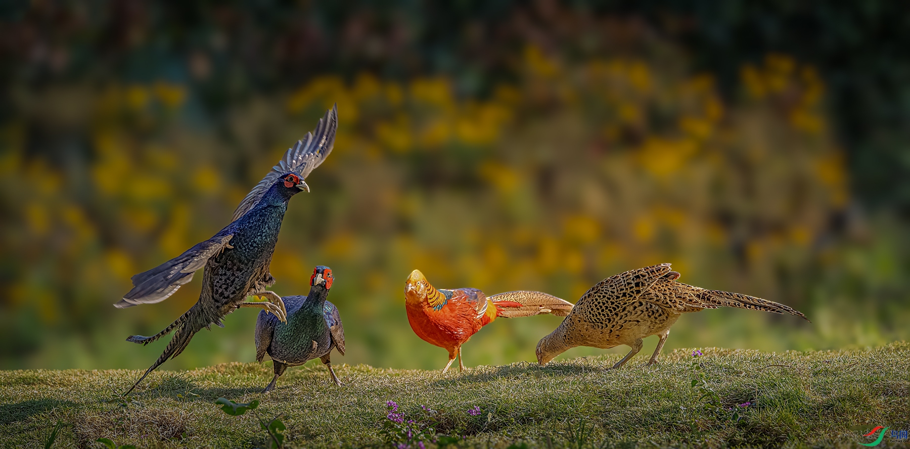 �쵼��ѵ��