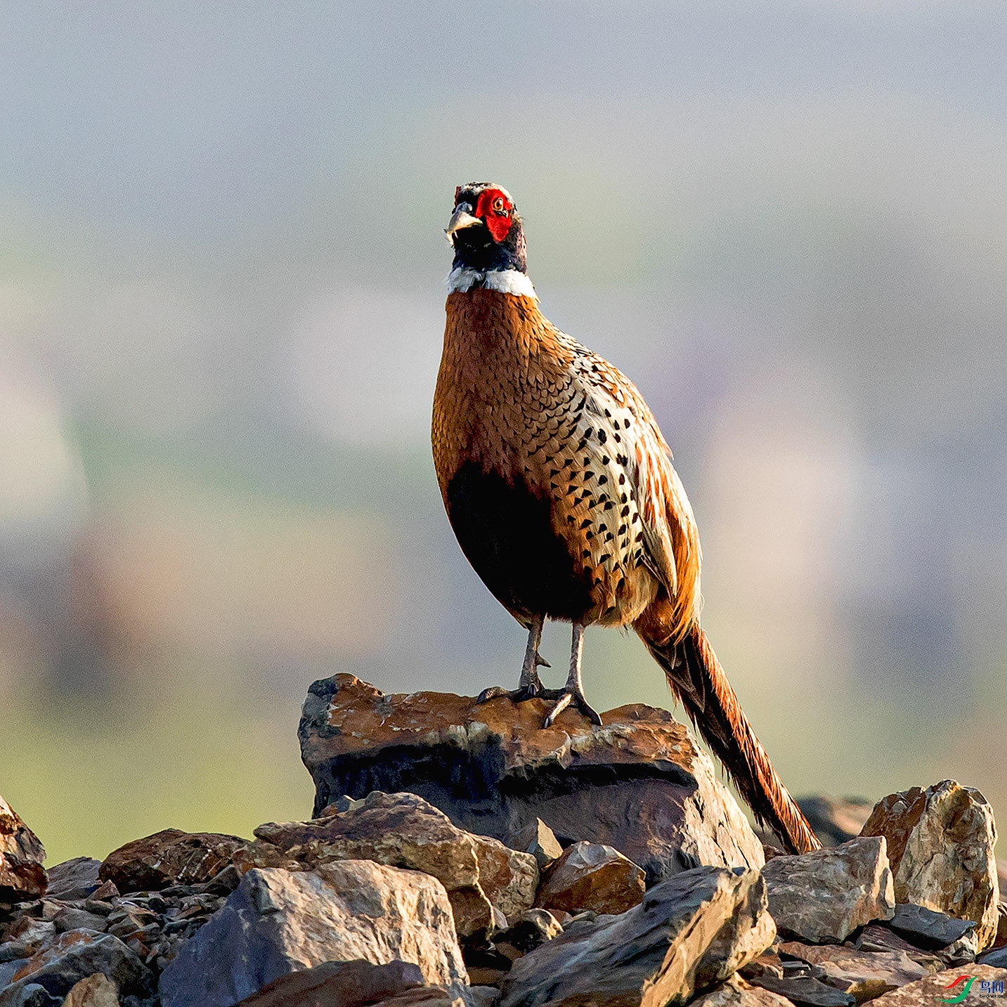 _90I2953 ����.jpg