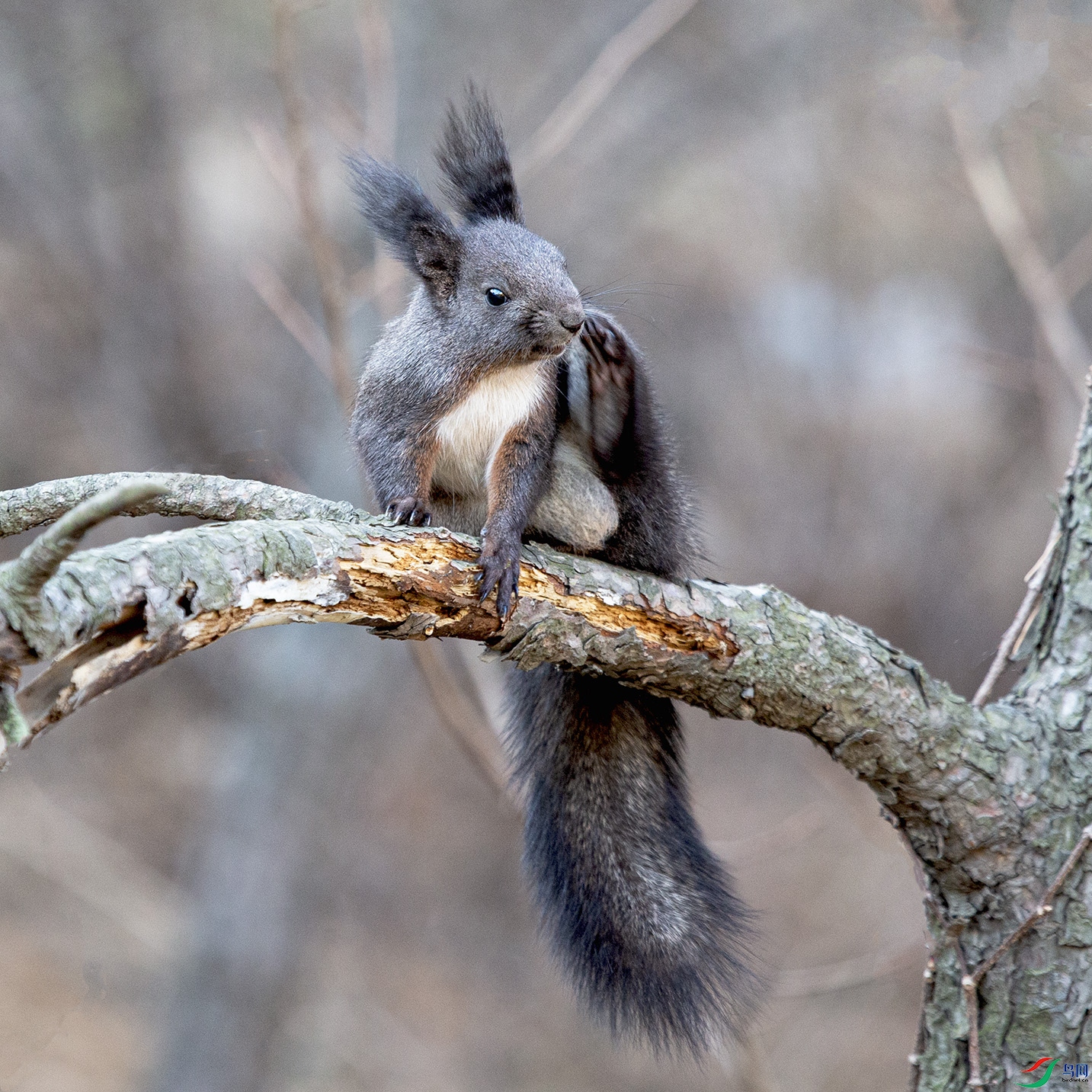 _MG_8164 ����.jpg