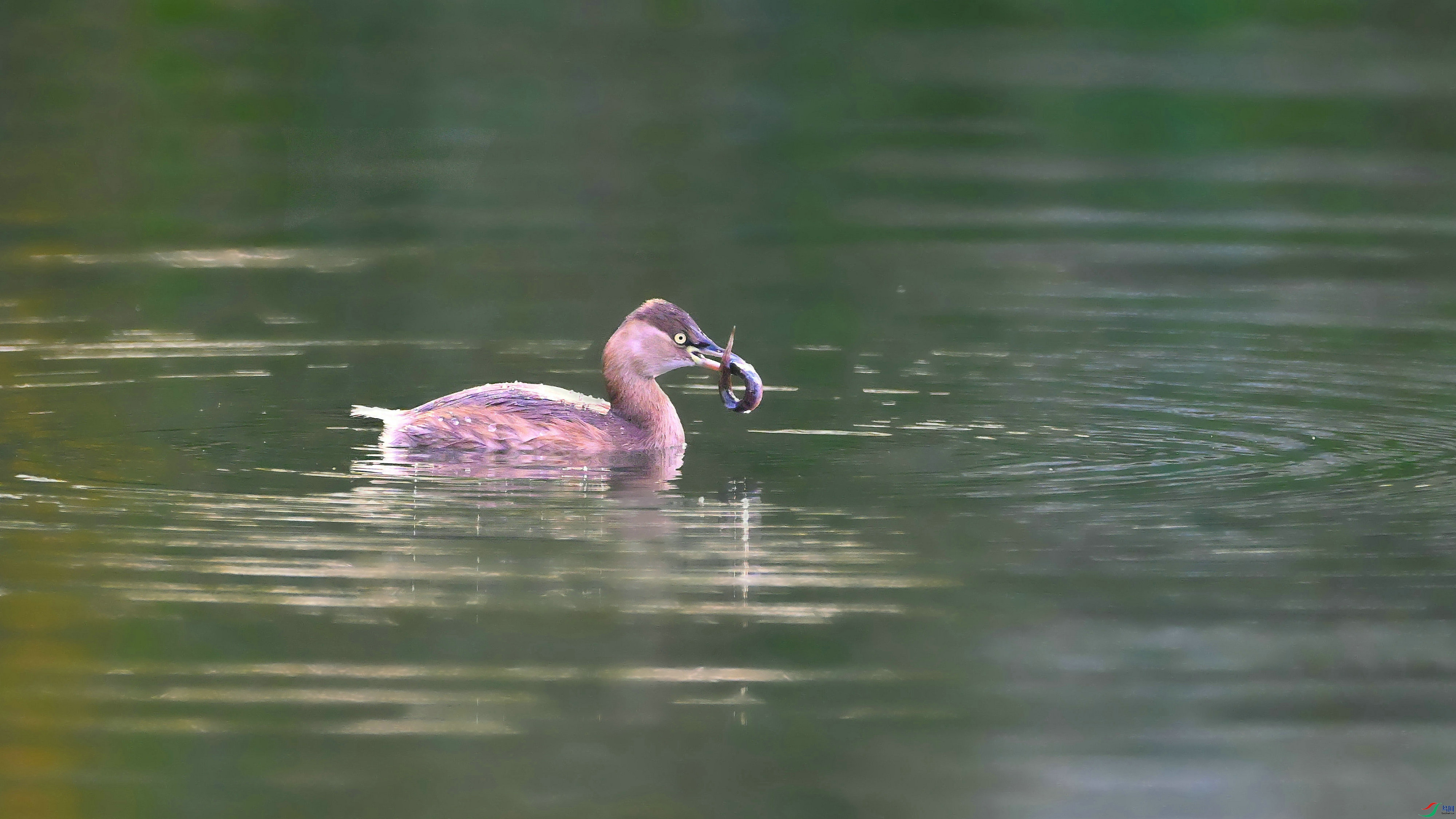 DSC_3455.JPG