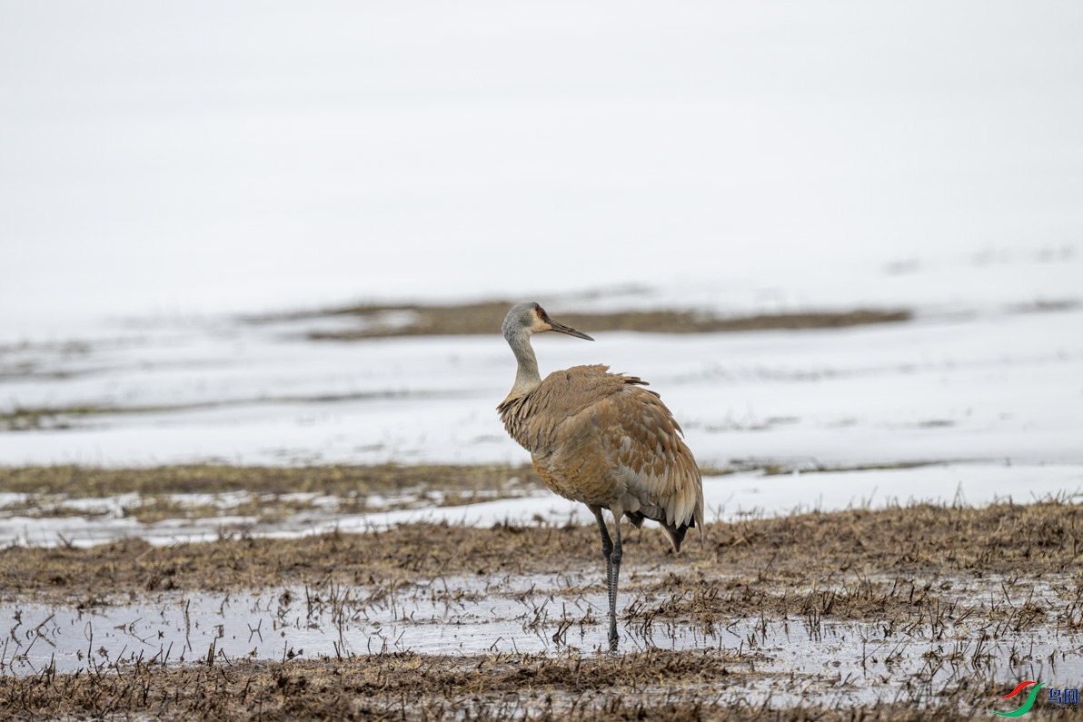 DSC_2516.jpg