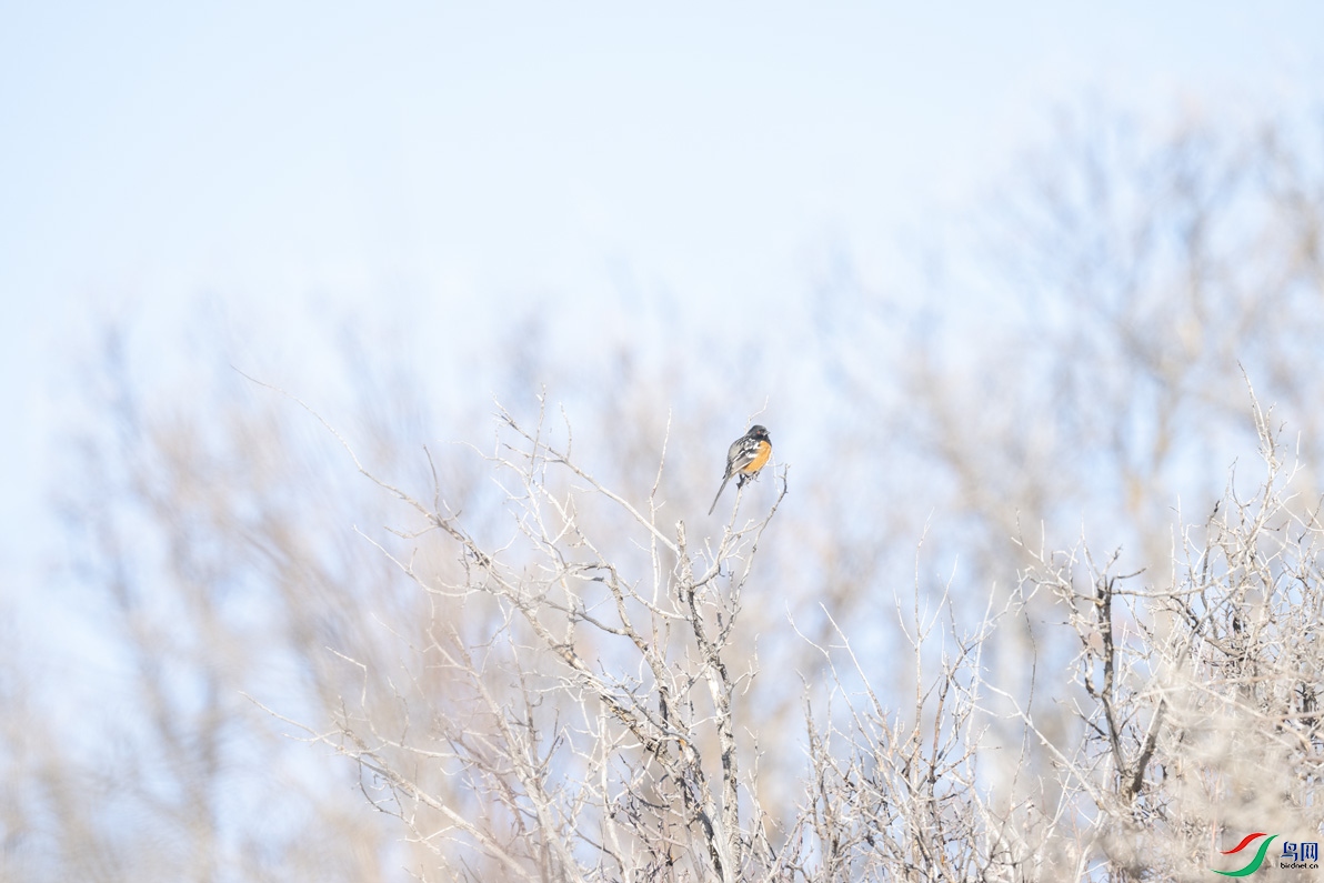 DSC_2662.jpg