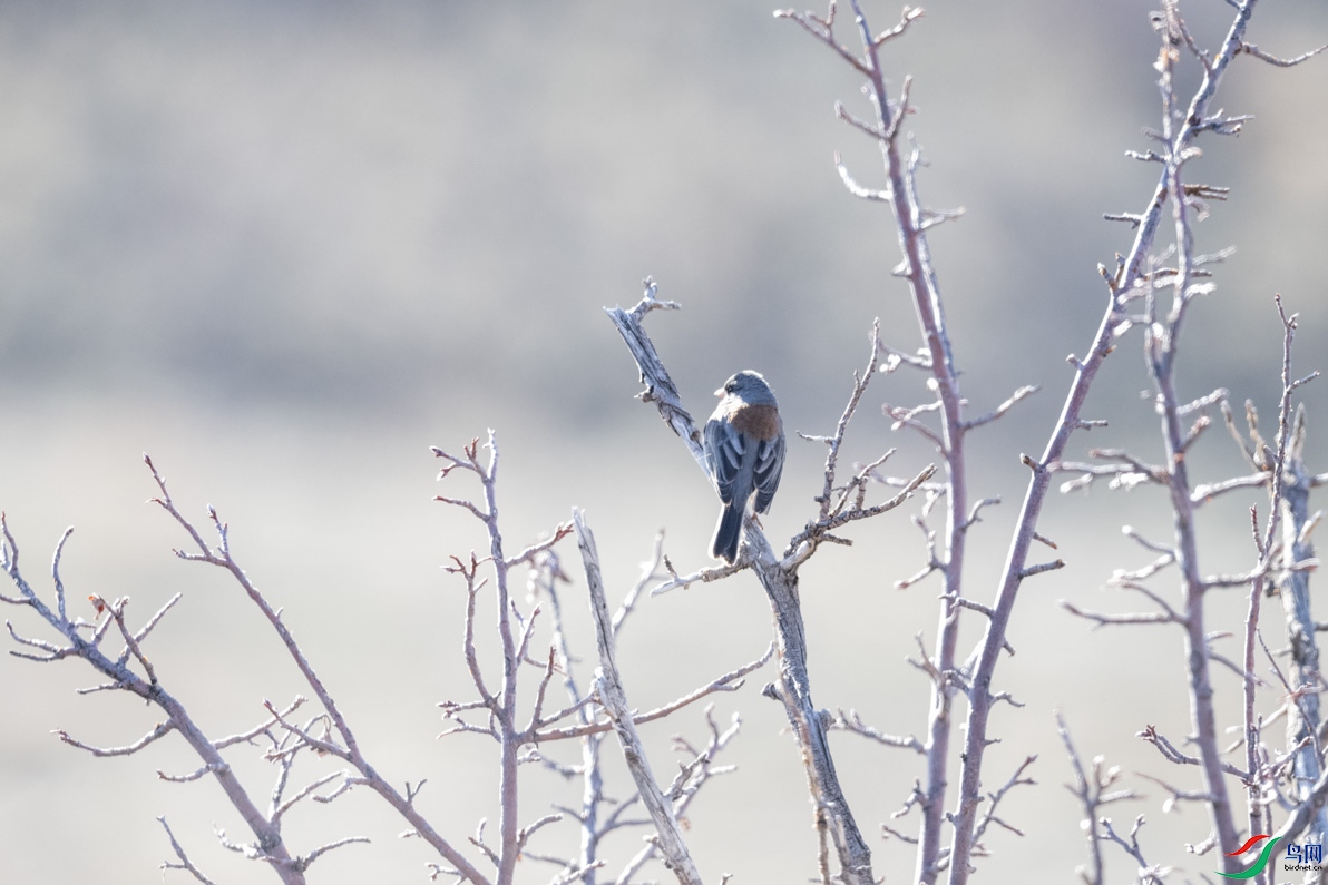 DSC_2671.jpg