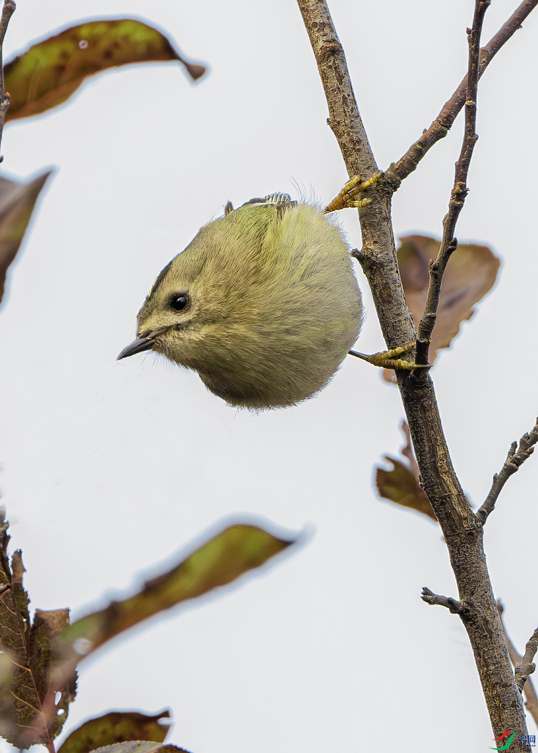 DSC_1255-����ǿ-NR ����.jpg