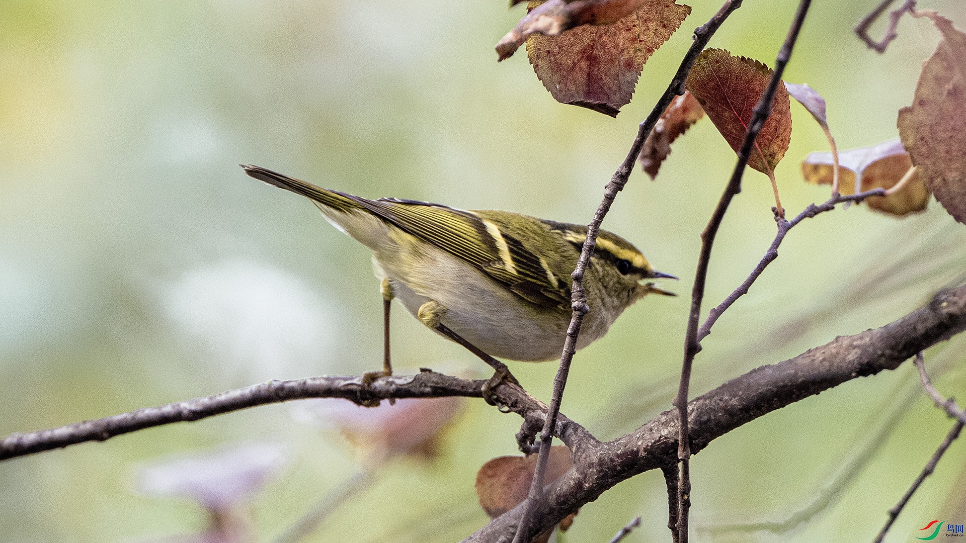 DSC_1290 ����.jpg