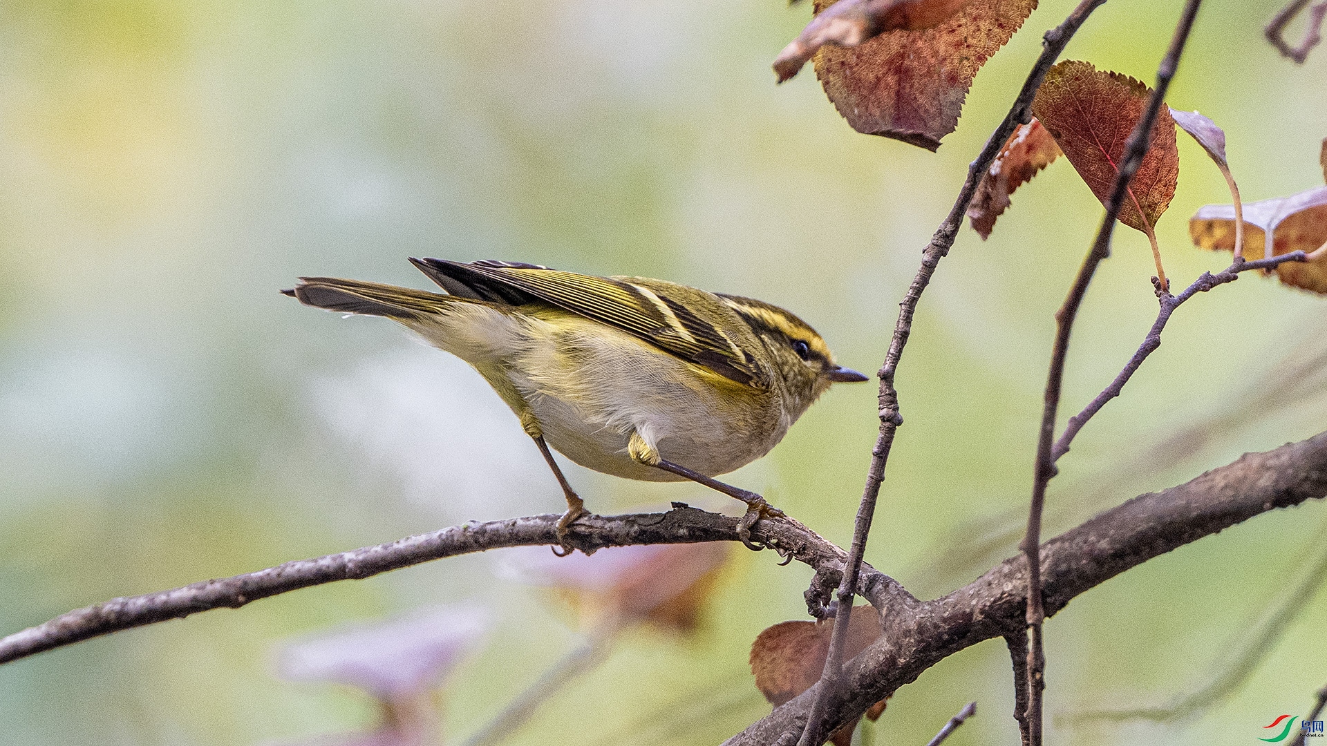 DSC_1303 ����.jpg