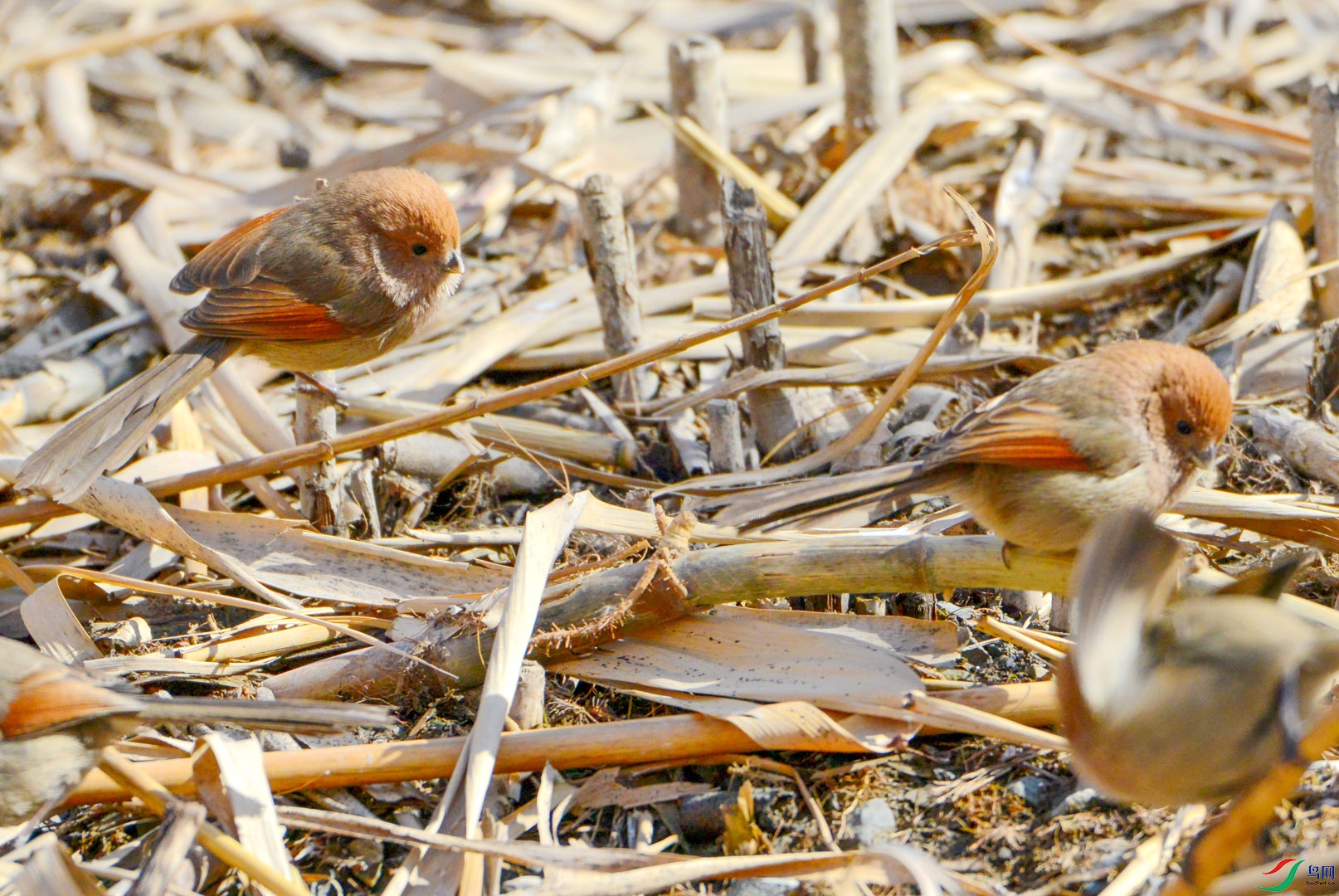 MMC_8593_1 - ����.jpg