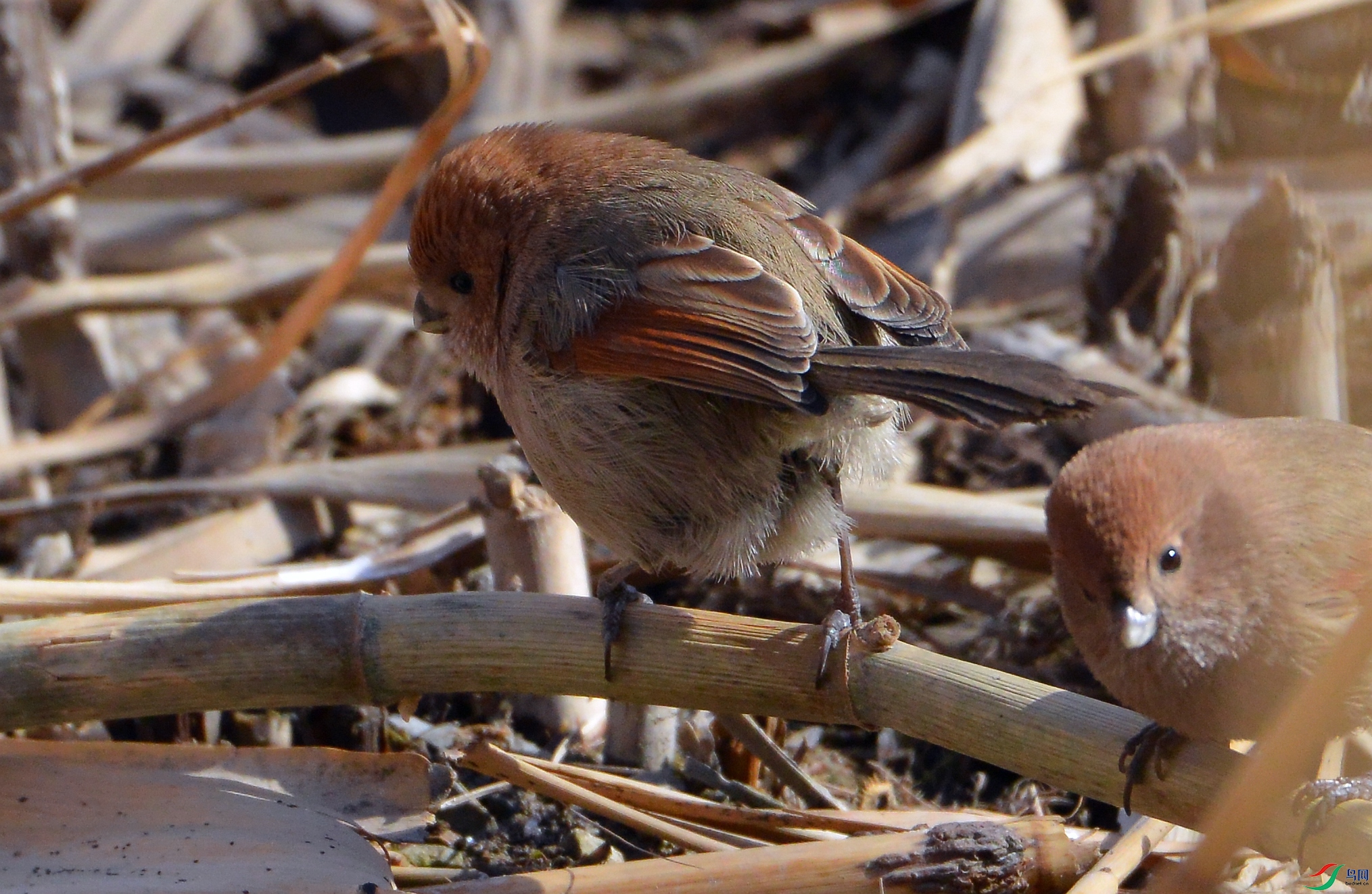 MMC_8622 - ����.JPG