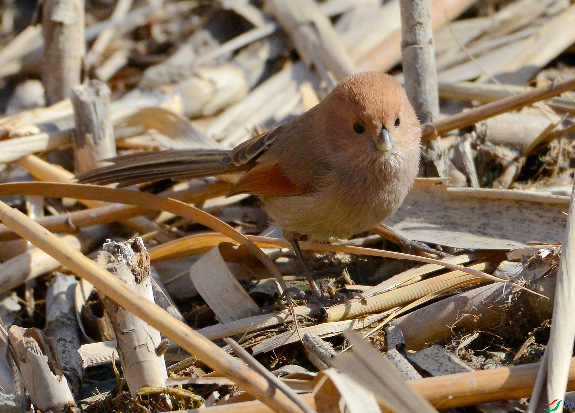 MMC_8666 - ����.JPG