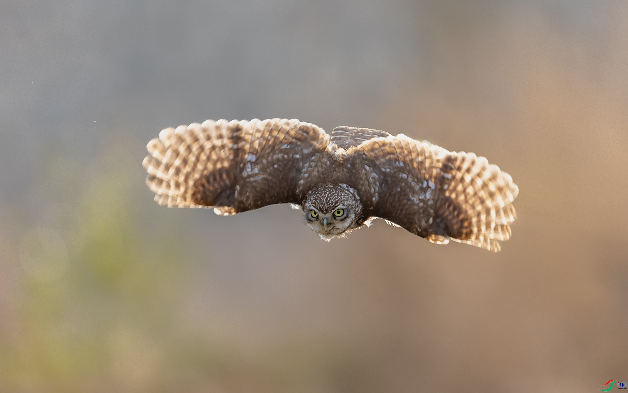 ���Ƹ�С�^