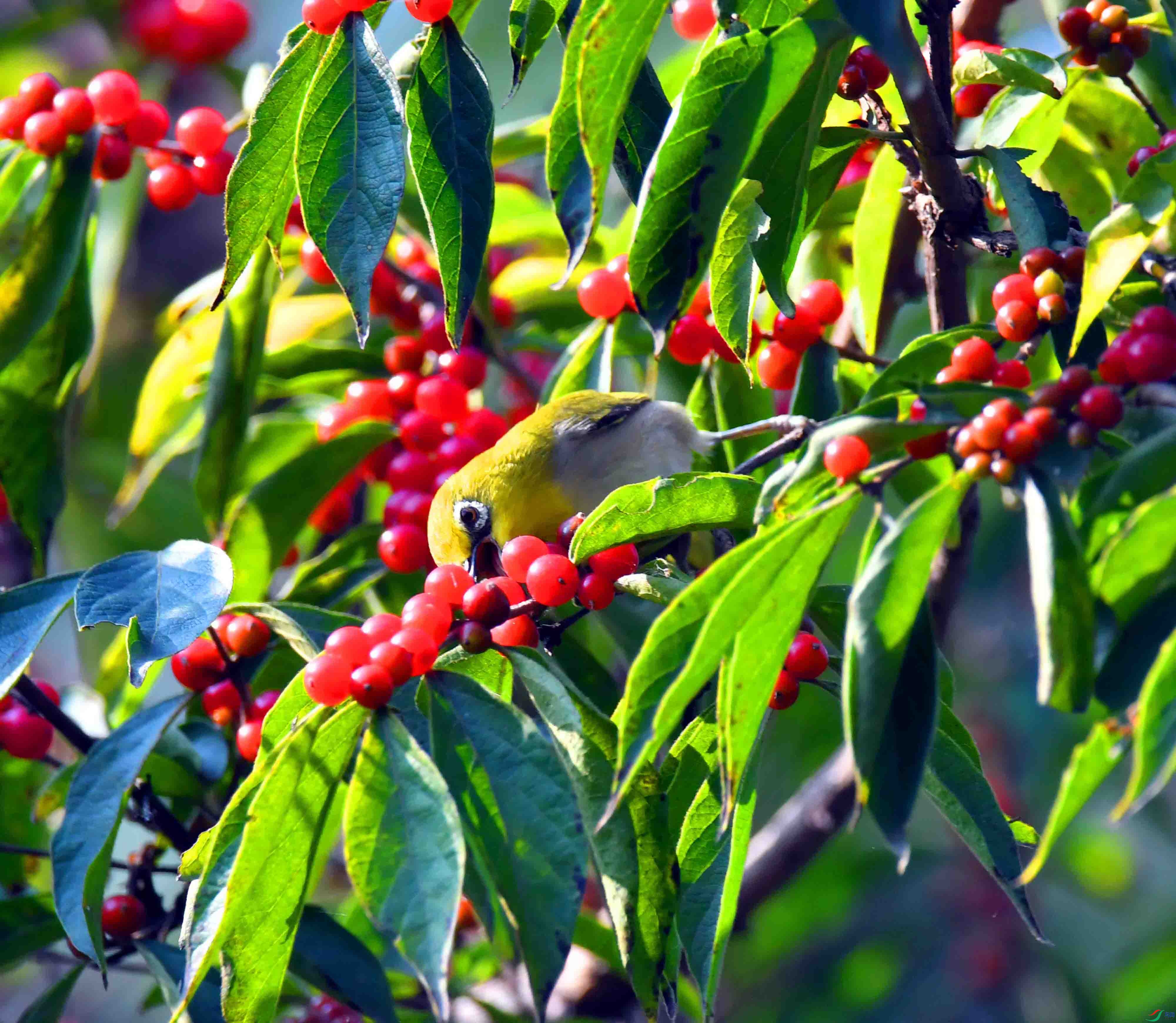 DSC_1705.JPG
