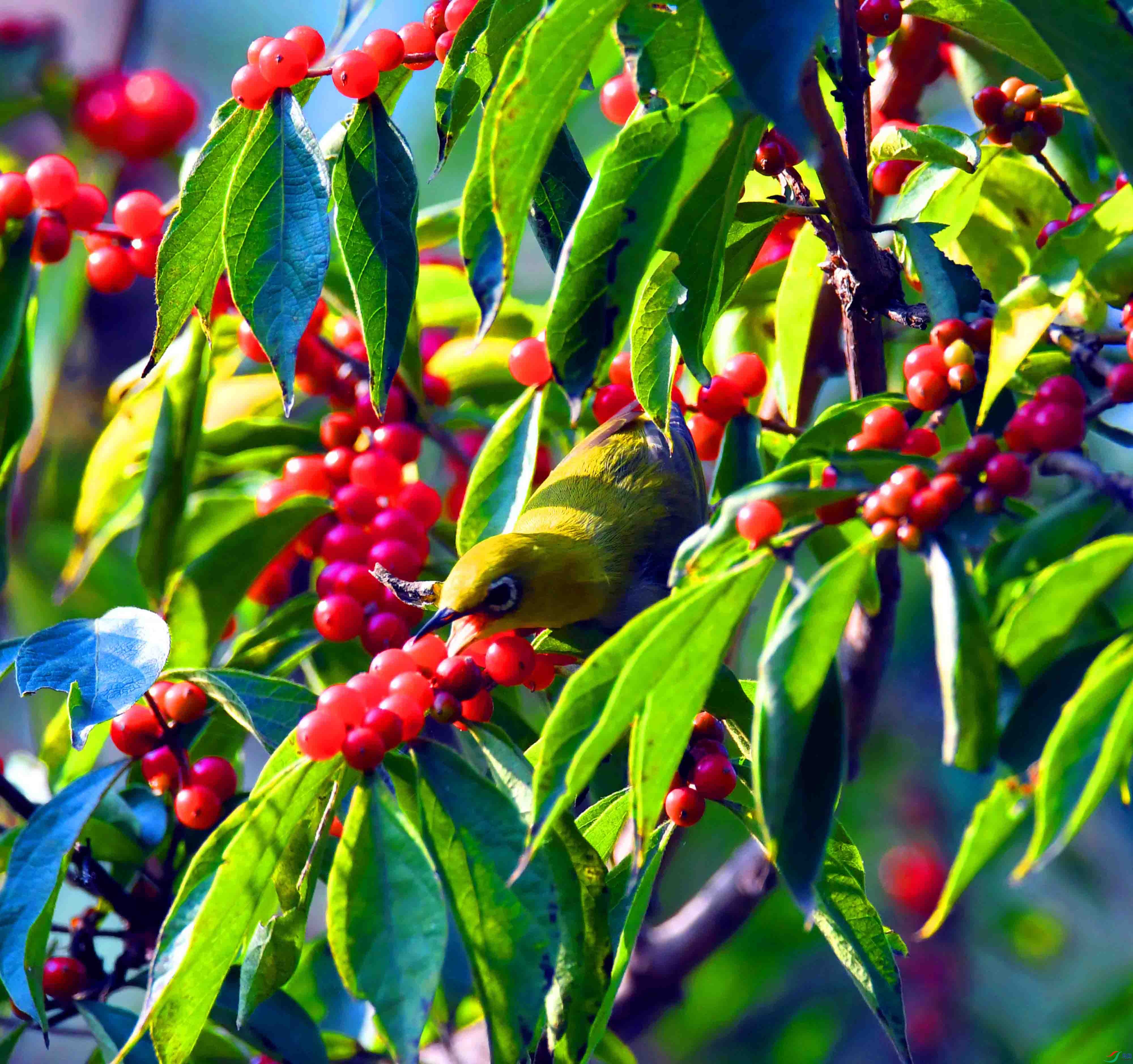 DSC_1716.JPG