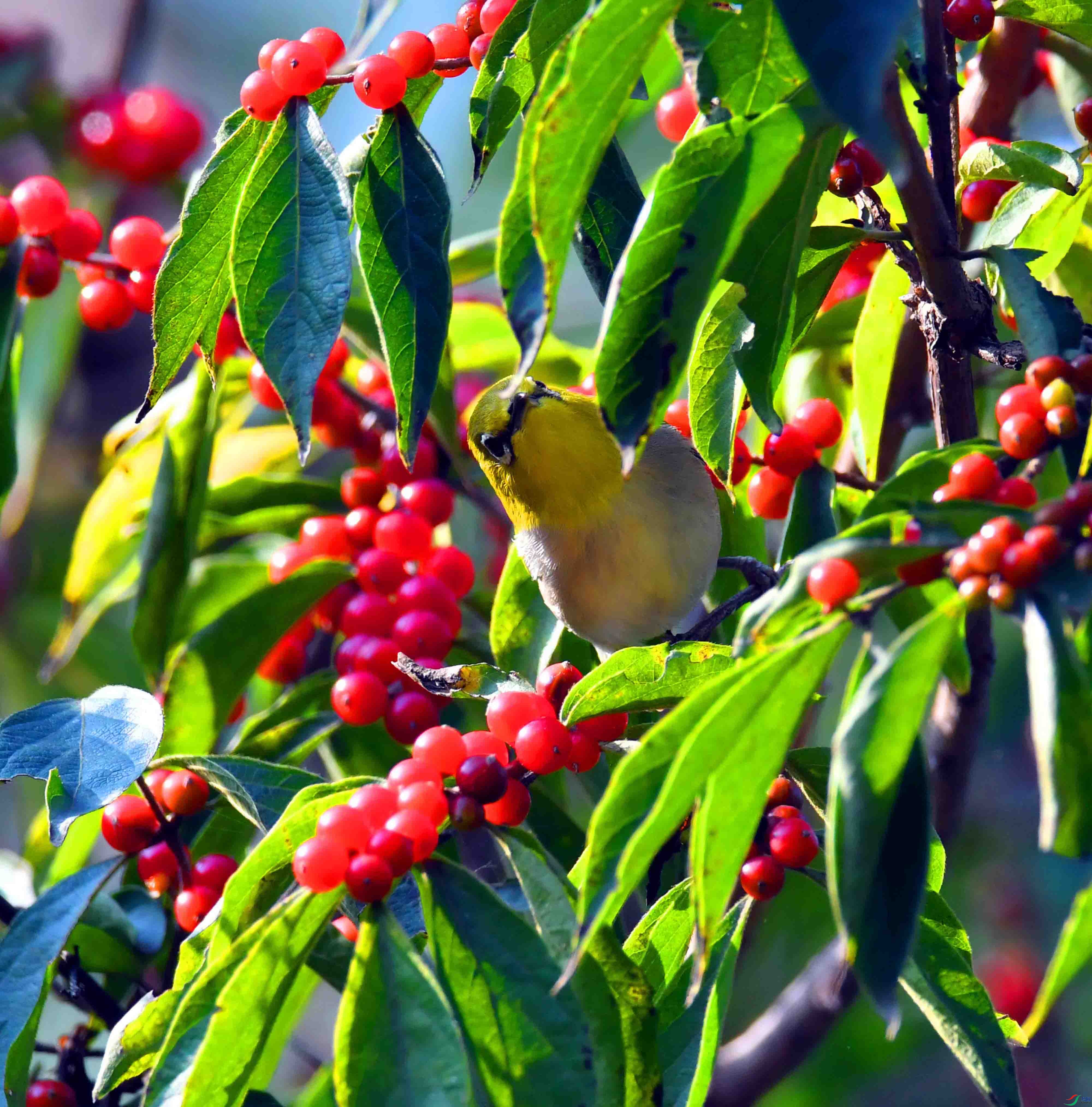 DSC_1723.JPG