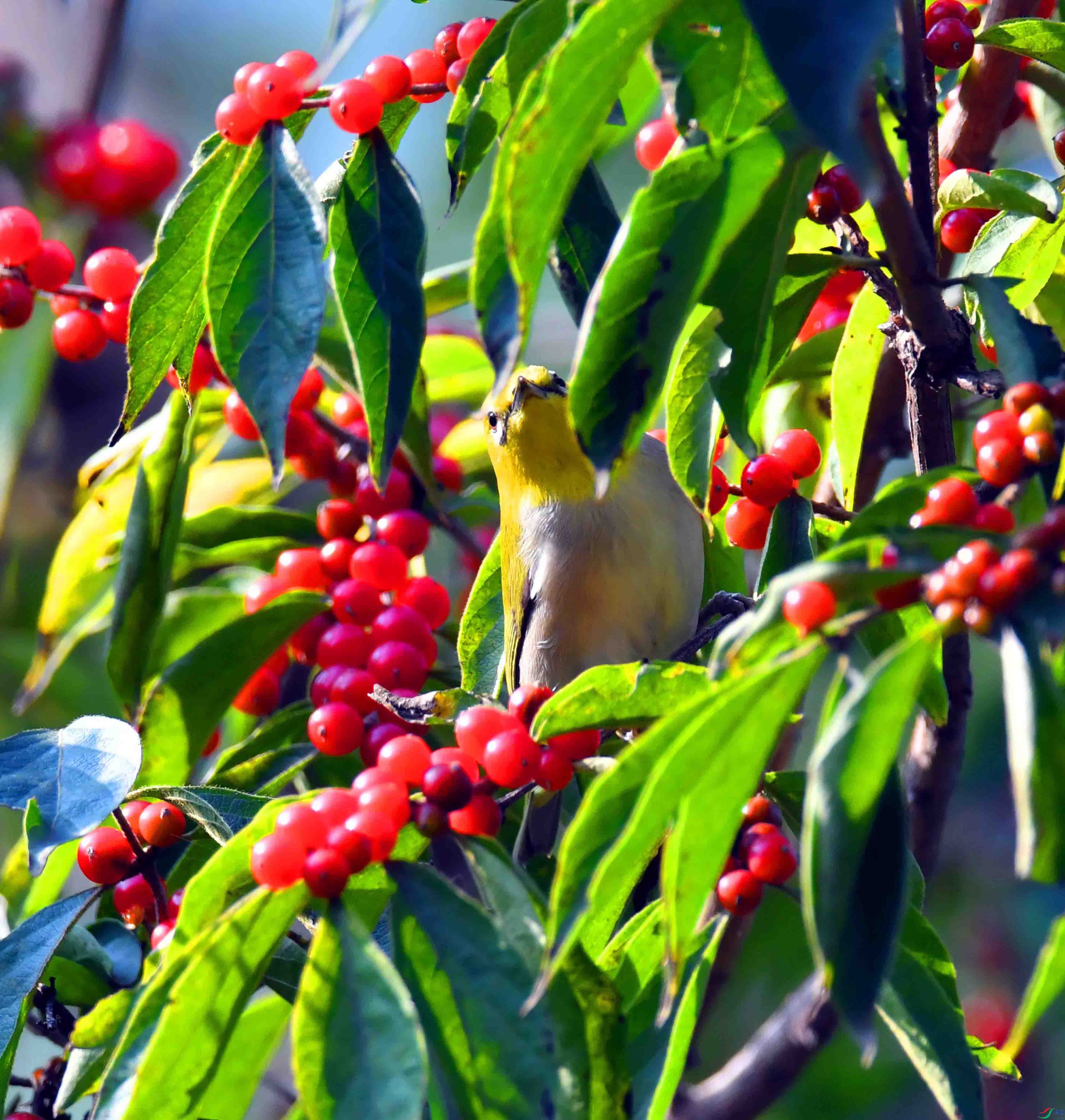 DSC_1727.JPG