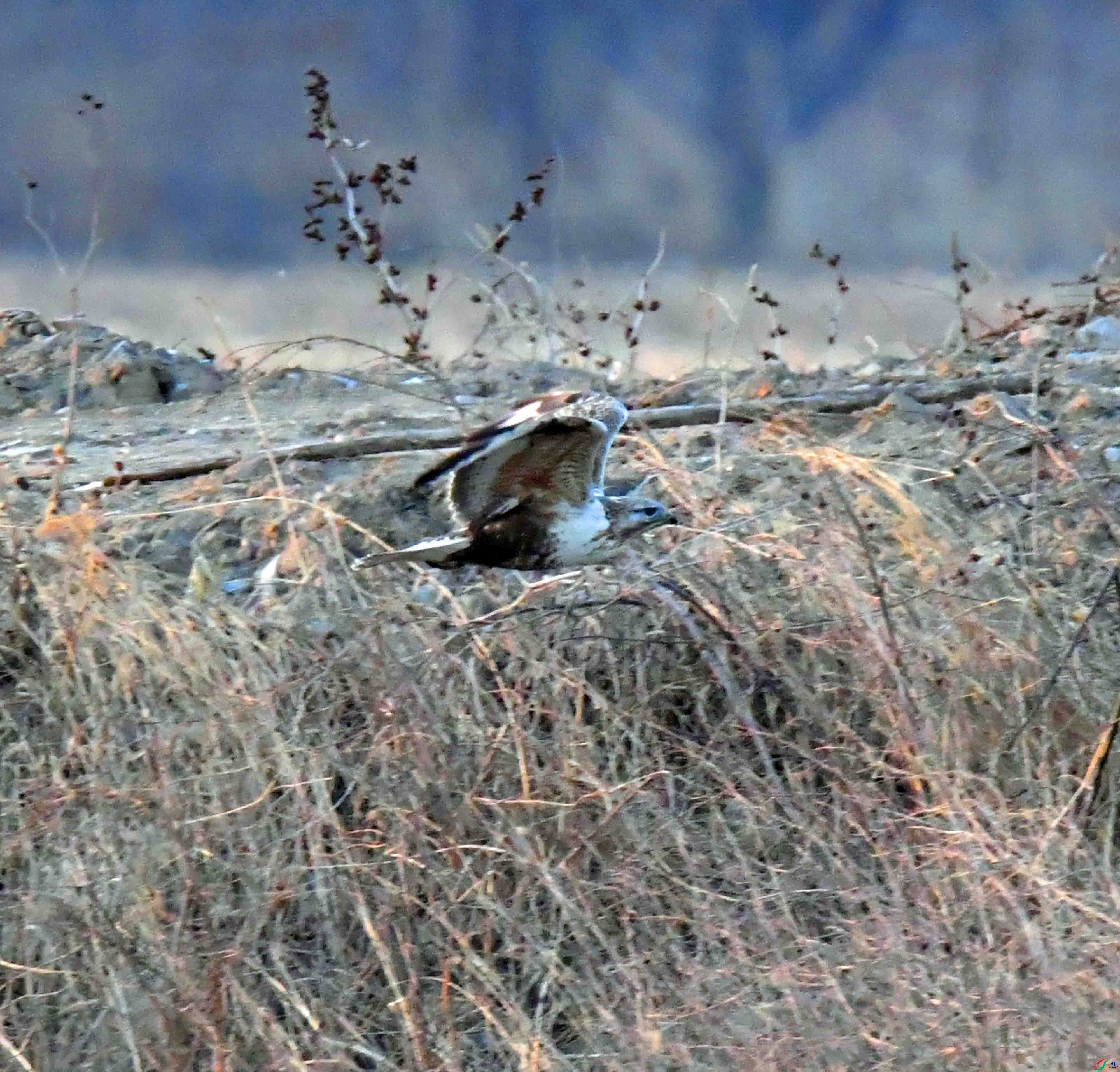 DSC_3124.JPG
