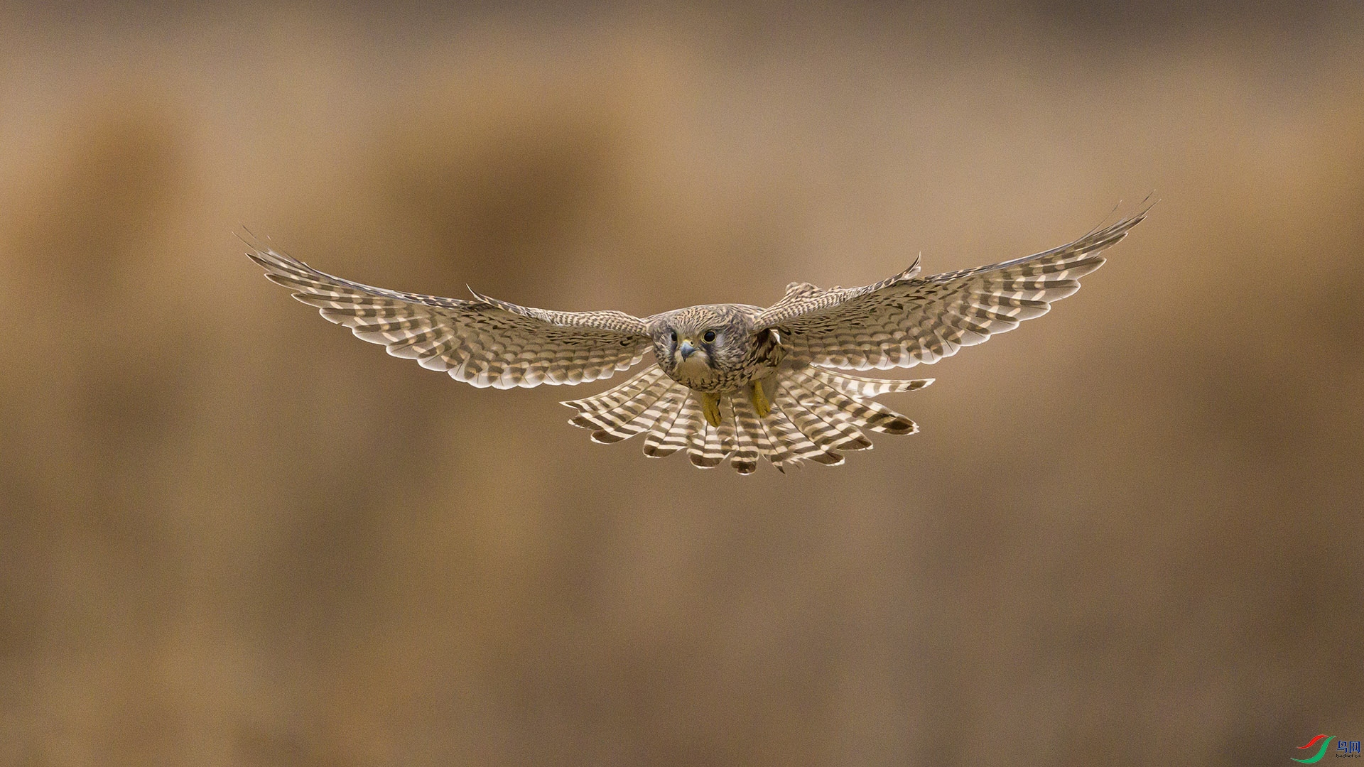 051A6243 ����n.jpg