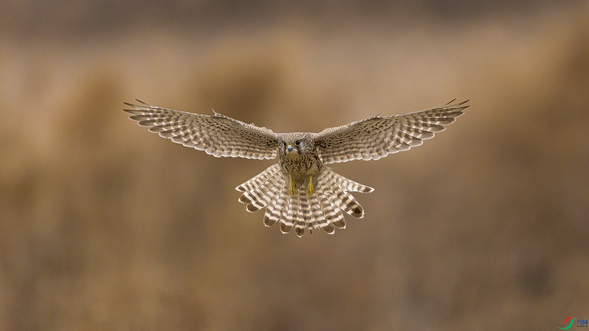 051A6244 ����n.jpg