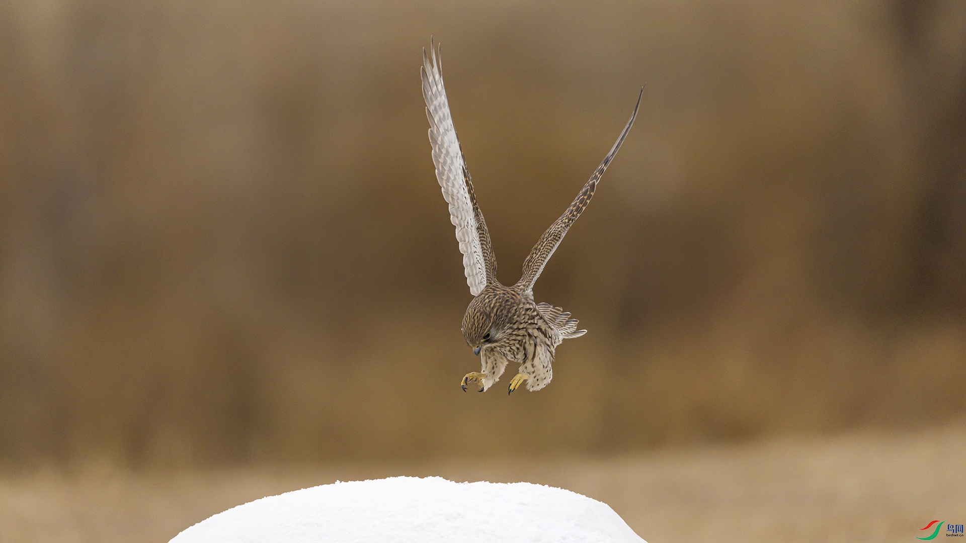 051A6287 ����n.jpg