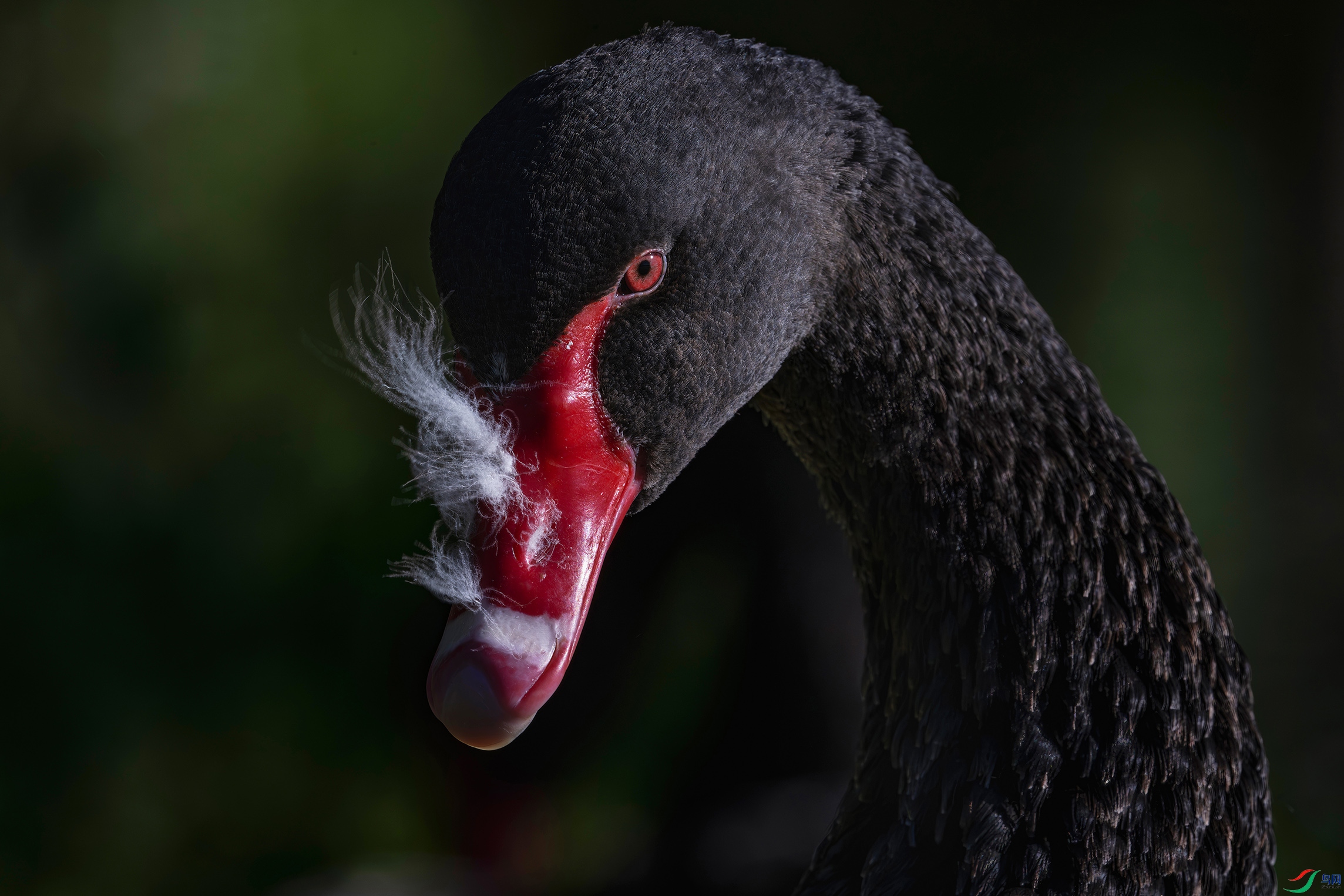 �����ڰ����µ�����ϡ�