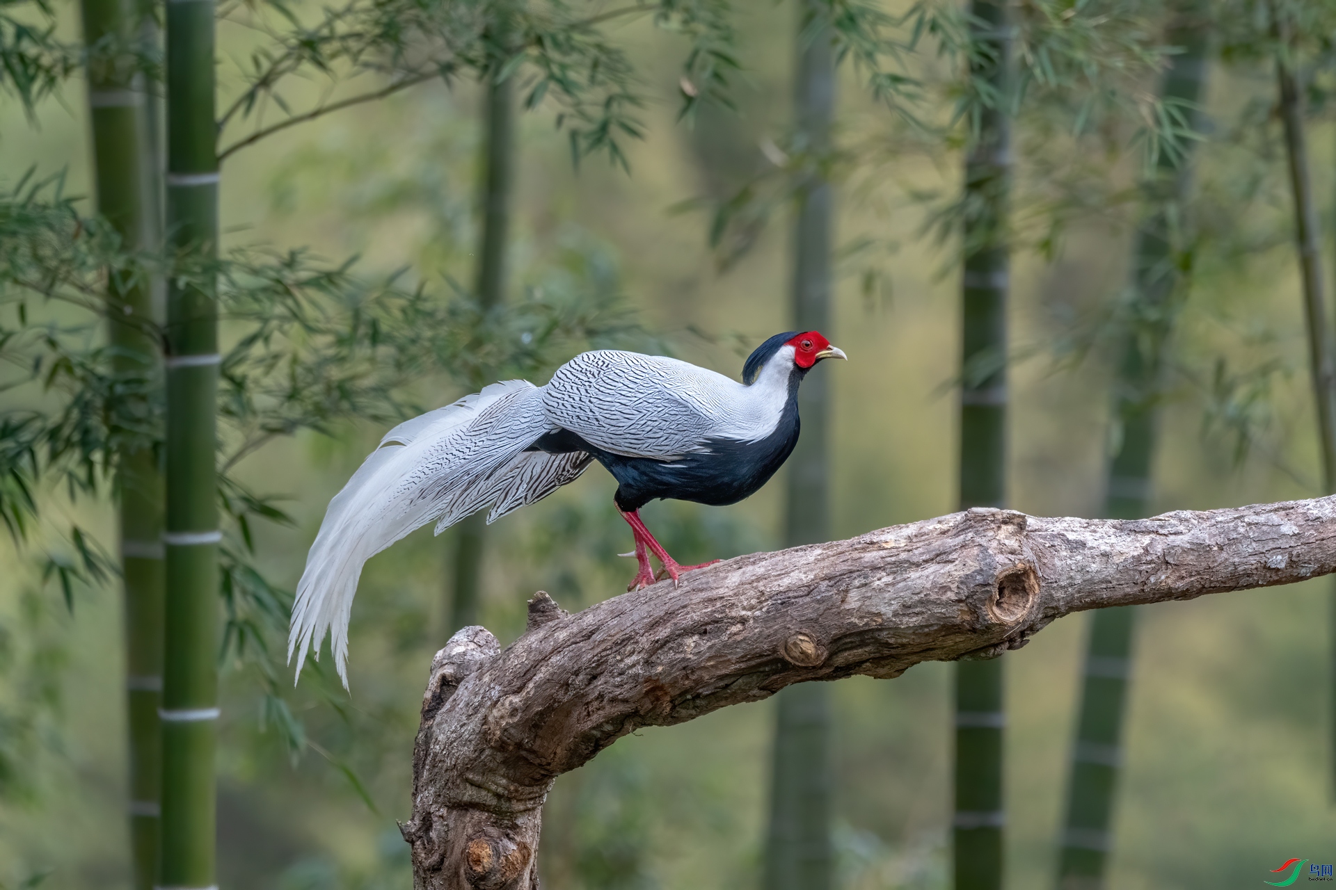DSC_3345-1.jpg