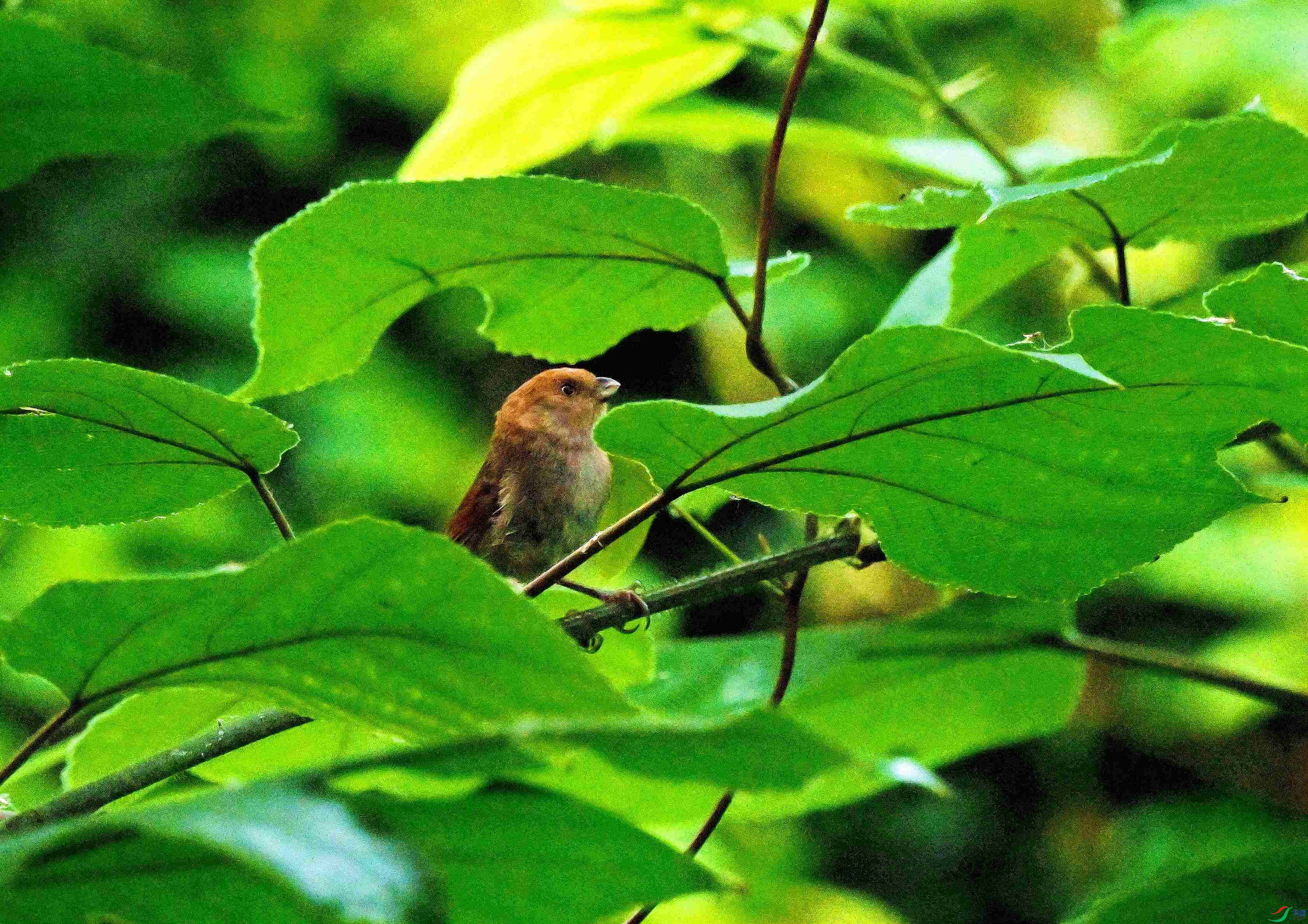 DSC_9300.JPG