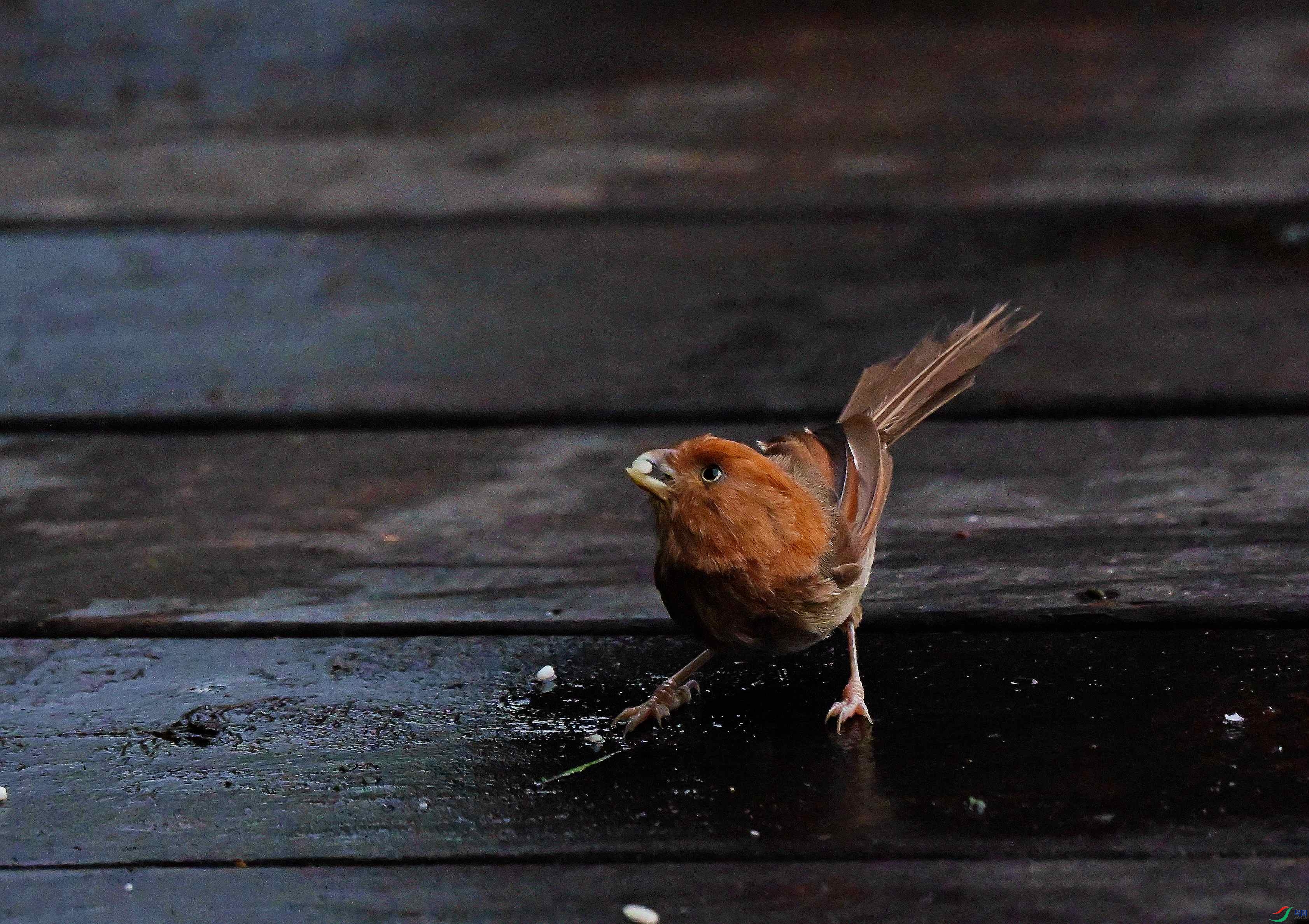 DSC_9680.JPG