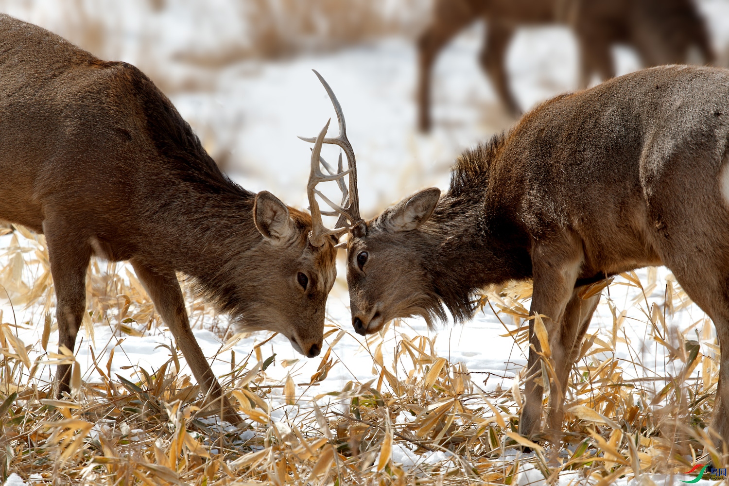 AQ9I6092 ����.jpg