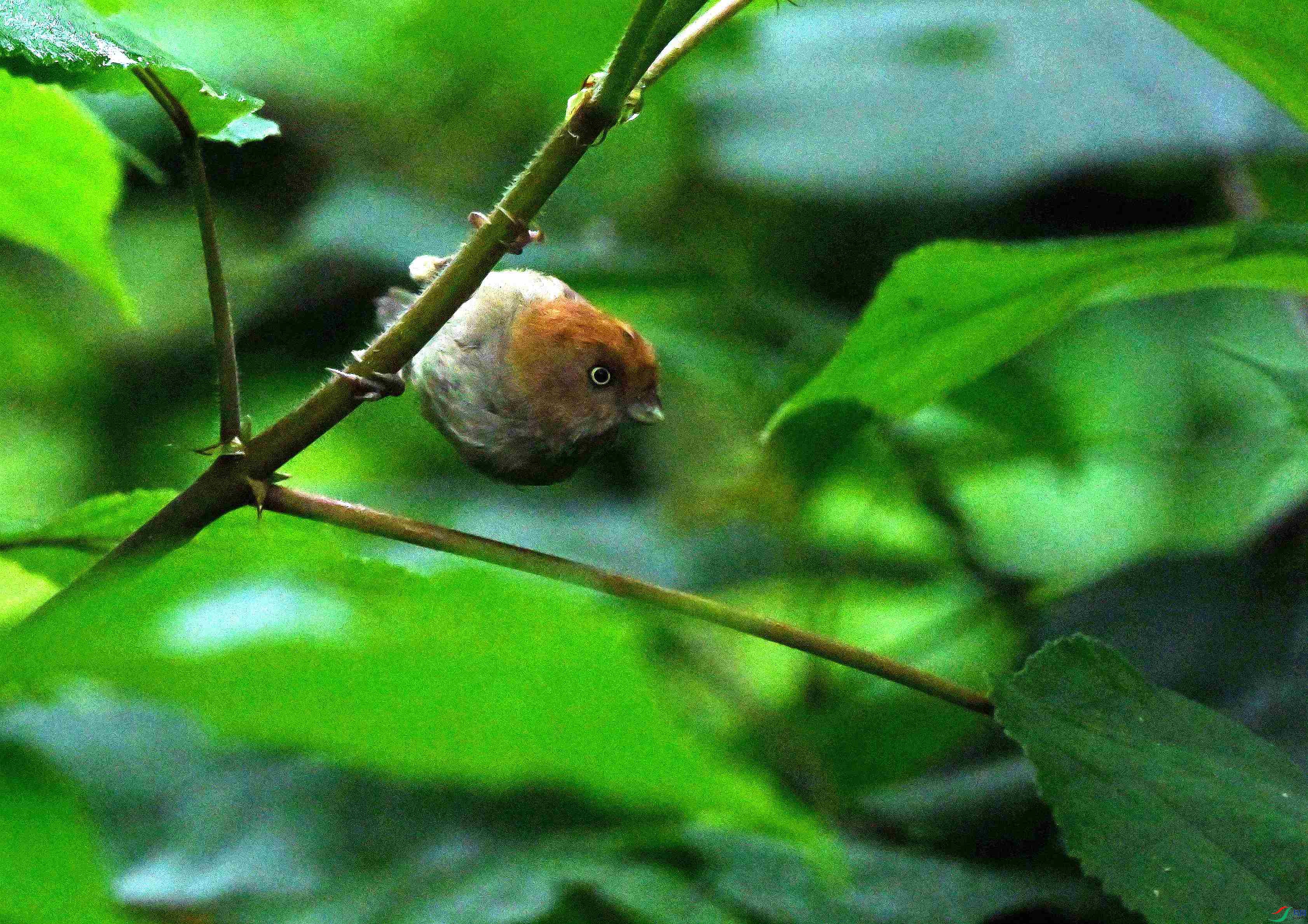 DSC_9546.JPG