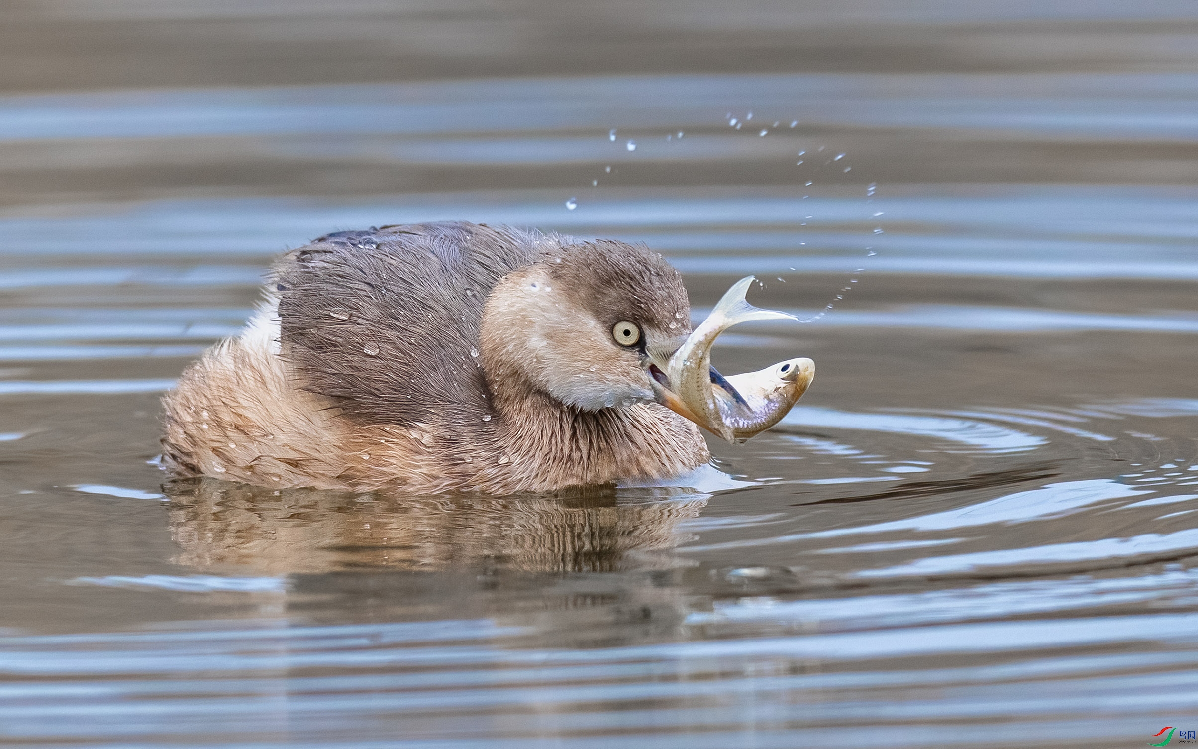 DSC_3438-1.jpg